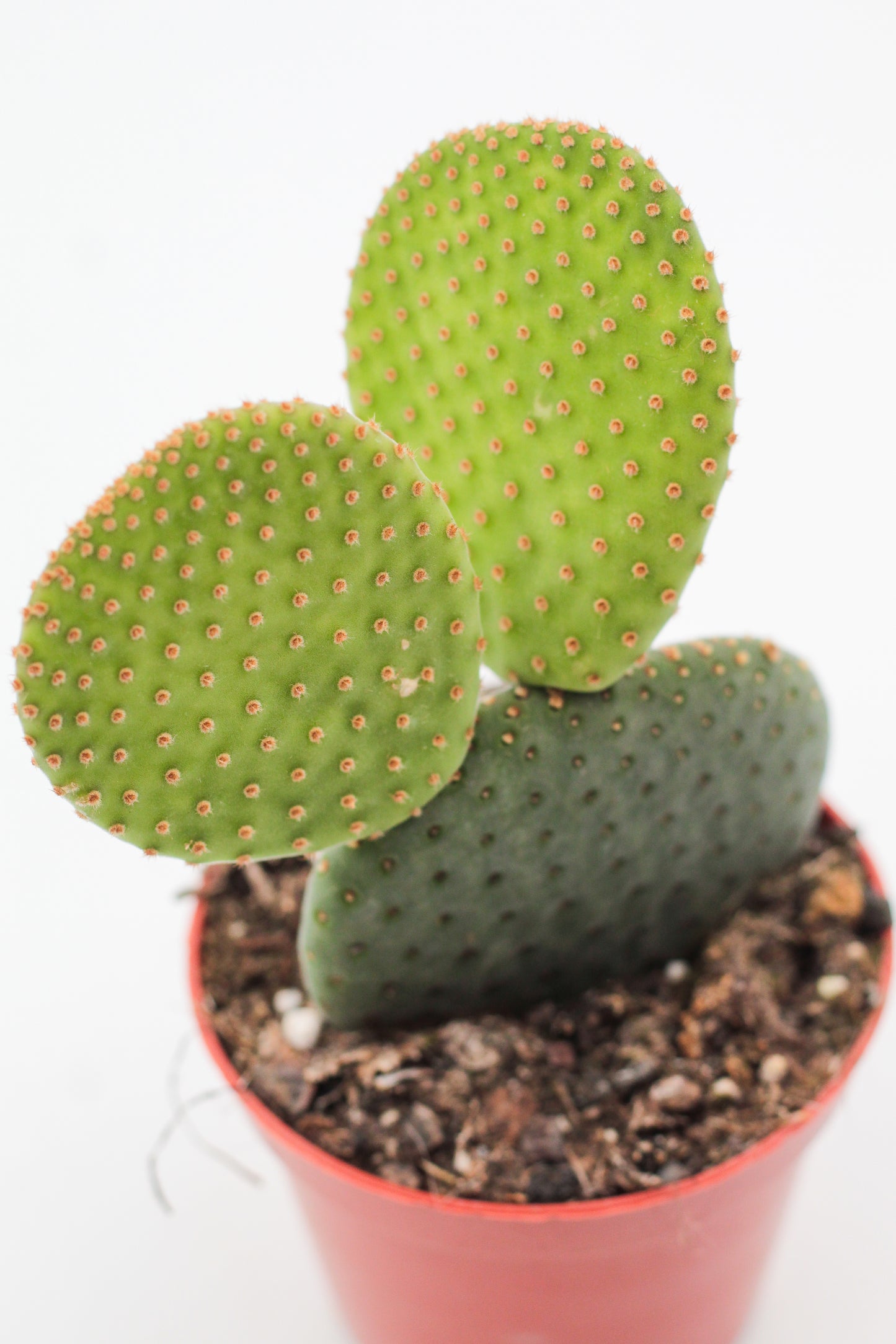 Opuntia Inamoena