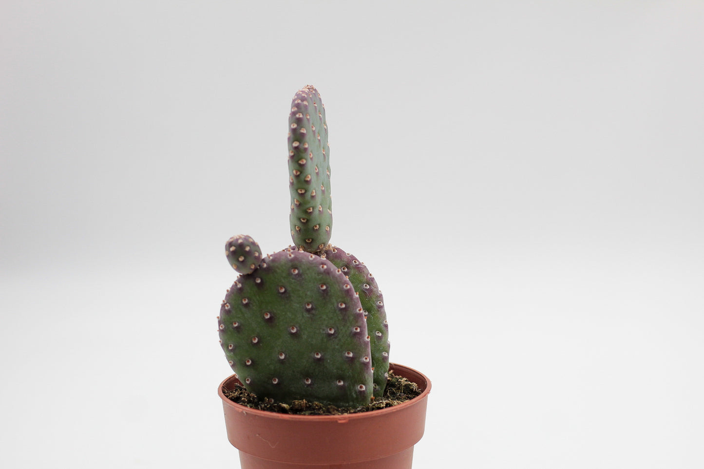 Opuntia basilaris var. caudata