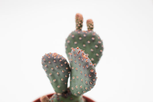 Opuntia basilaris var. caudata