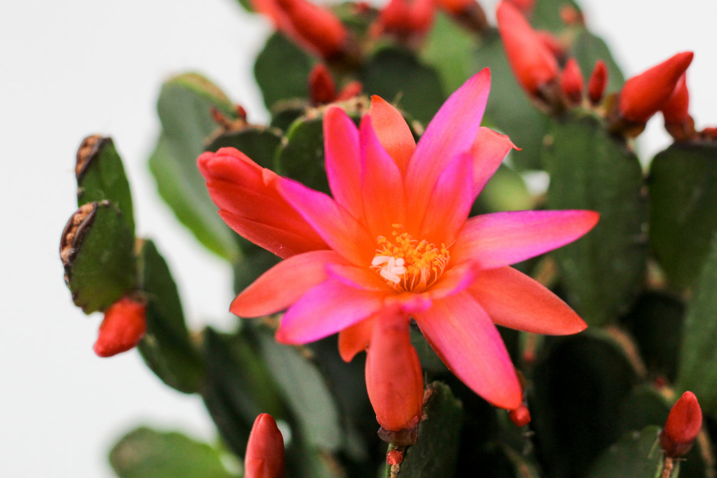 Rhipsalidopsis gaertneri Easter cactus