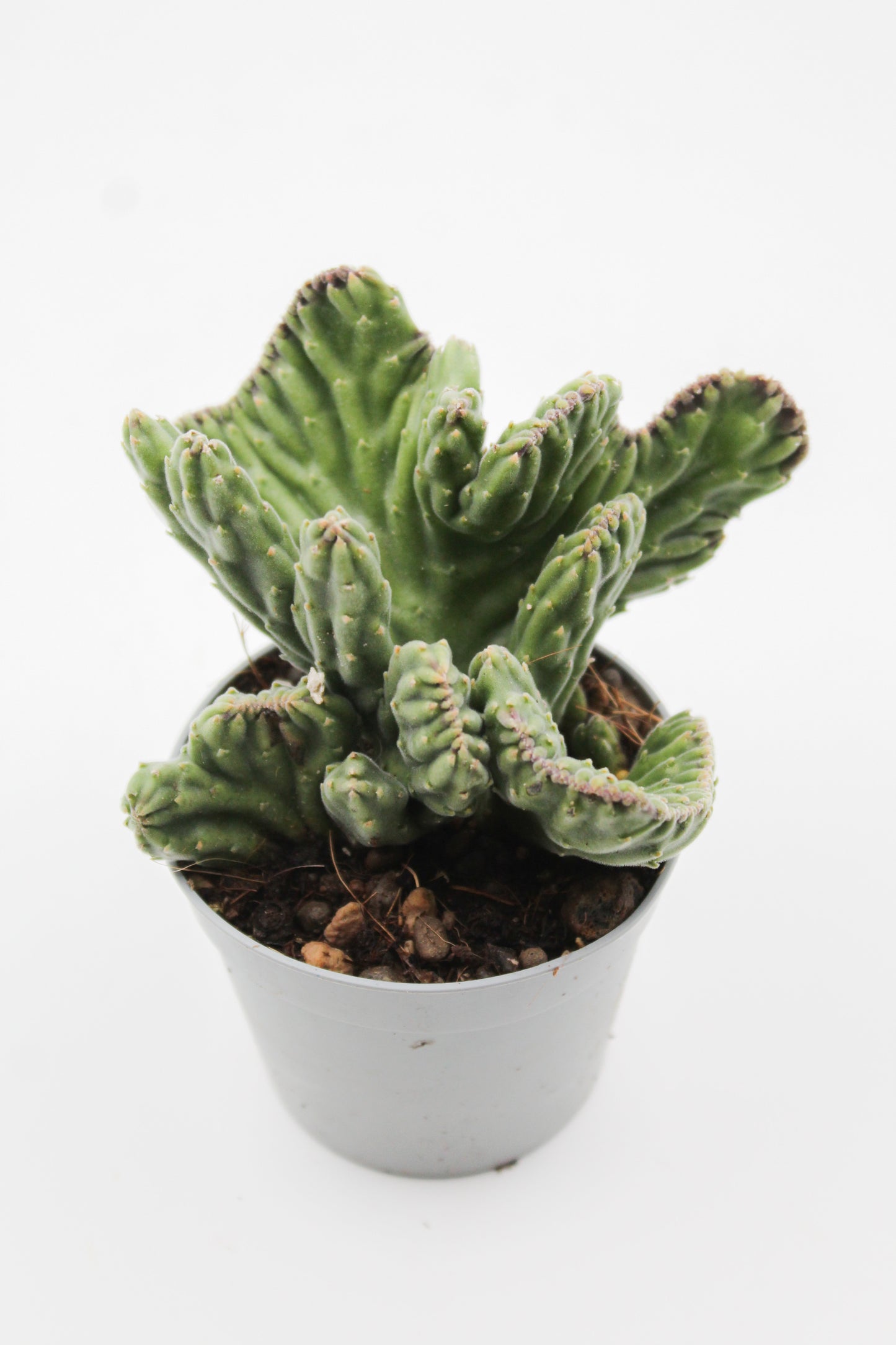 Orbea Leendertziae cristaat ( Stapelia )