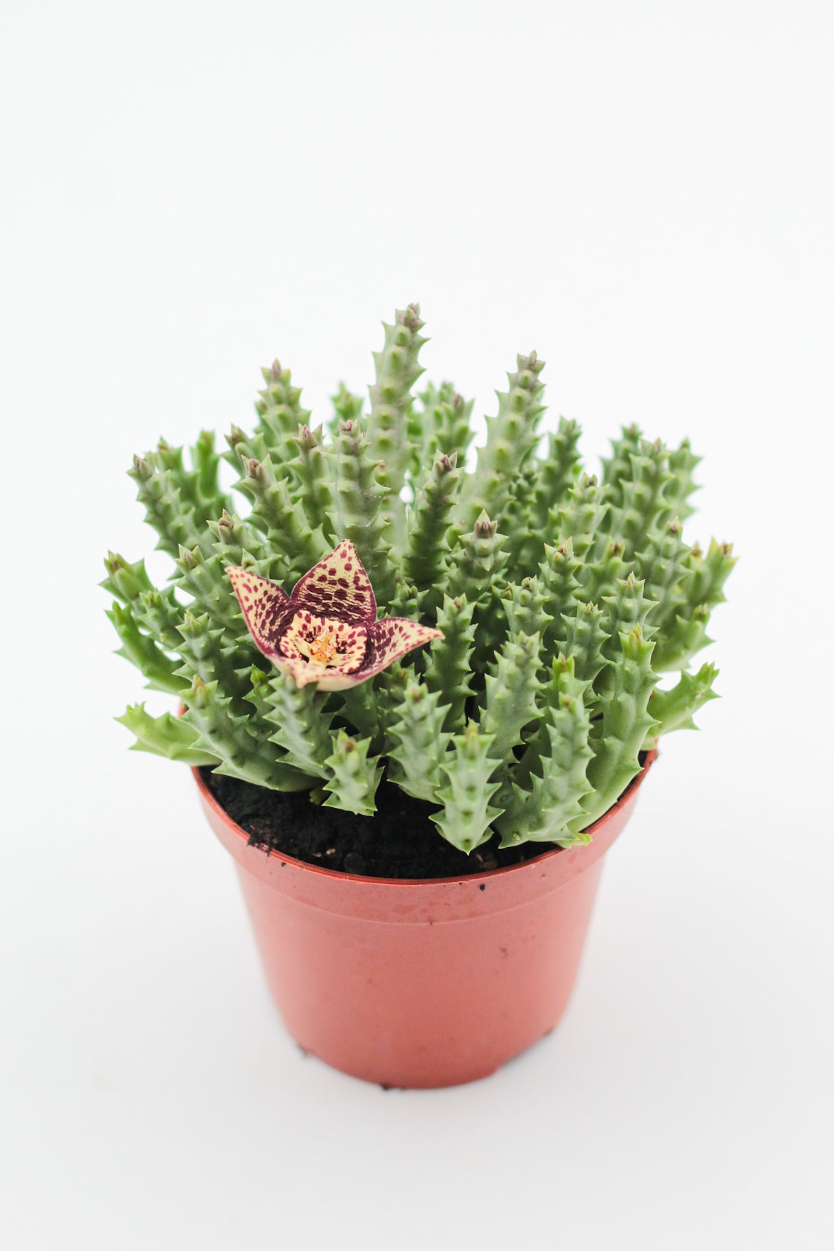 Orbea Variegata (Stapelia)