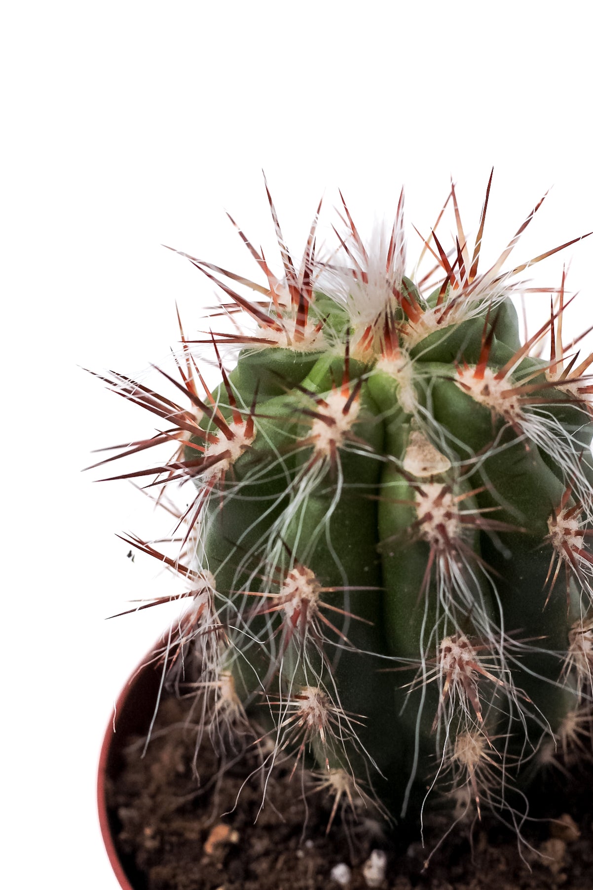 Oreocereus celsianus