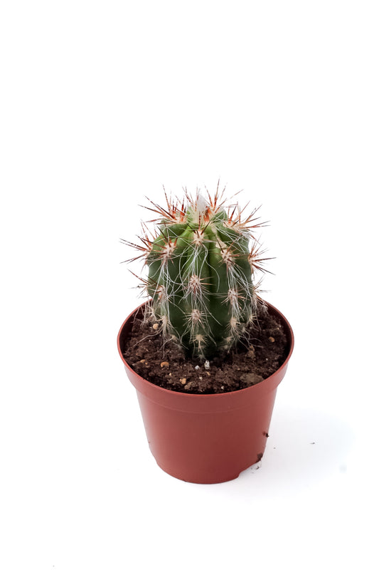 Oreocereus celsianus