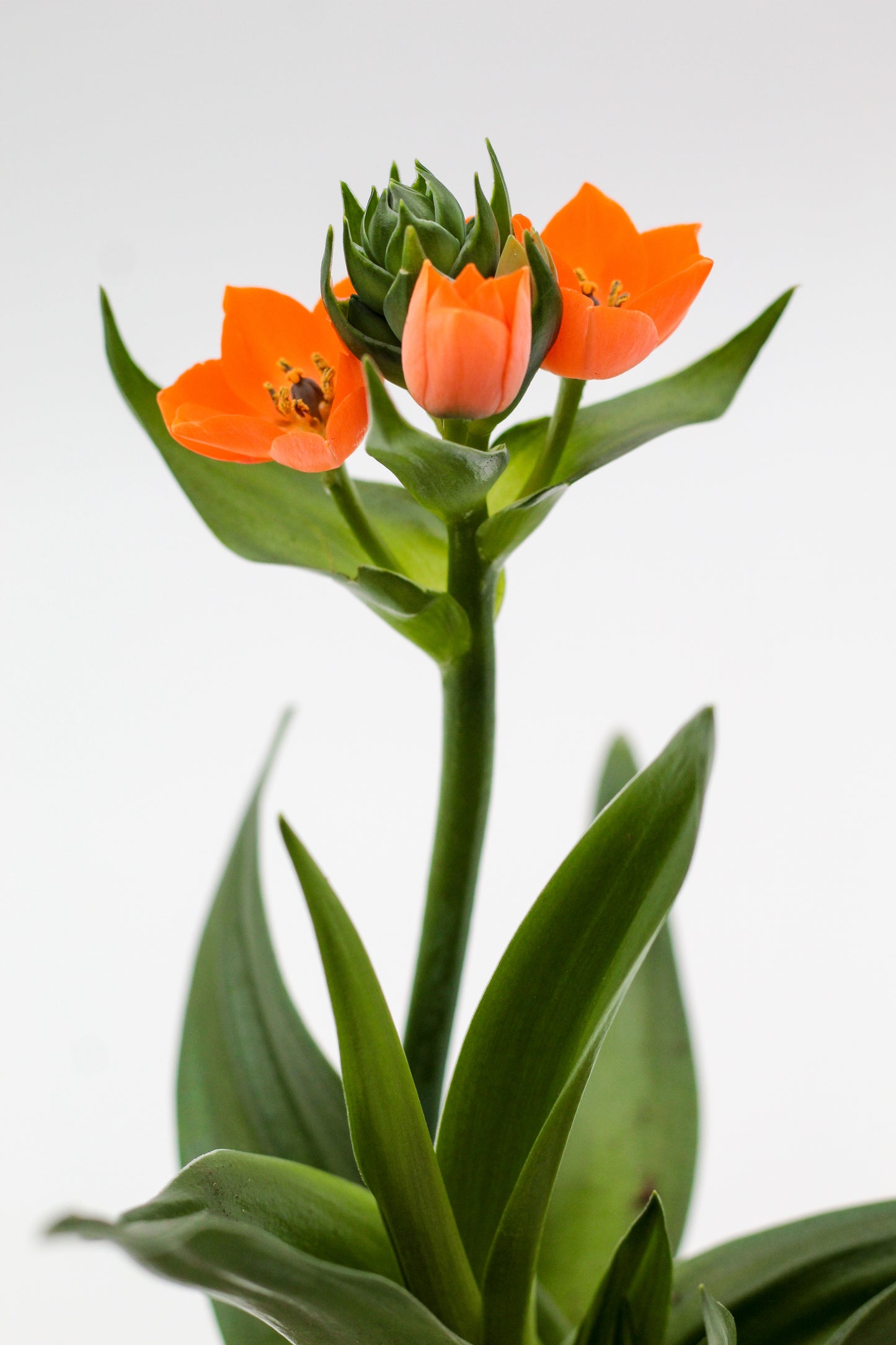 Ornithogalum dubium