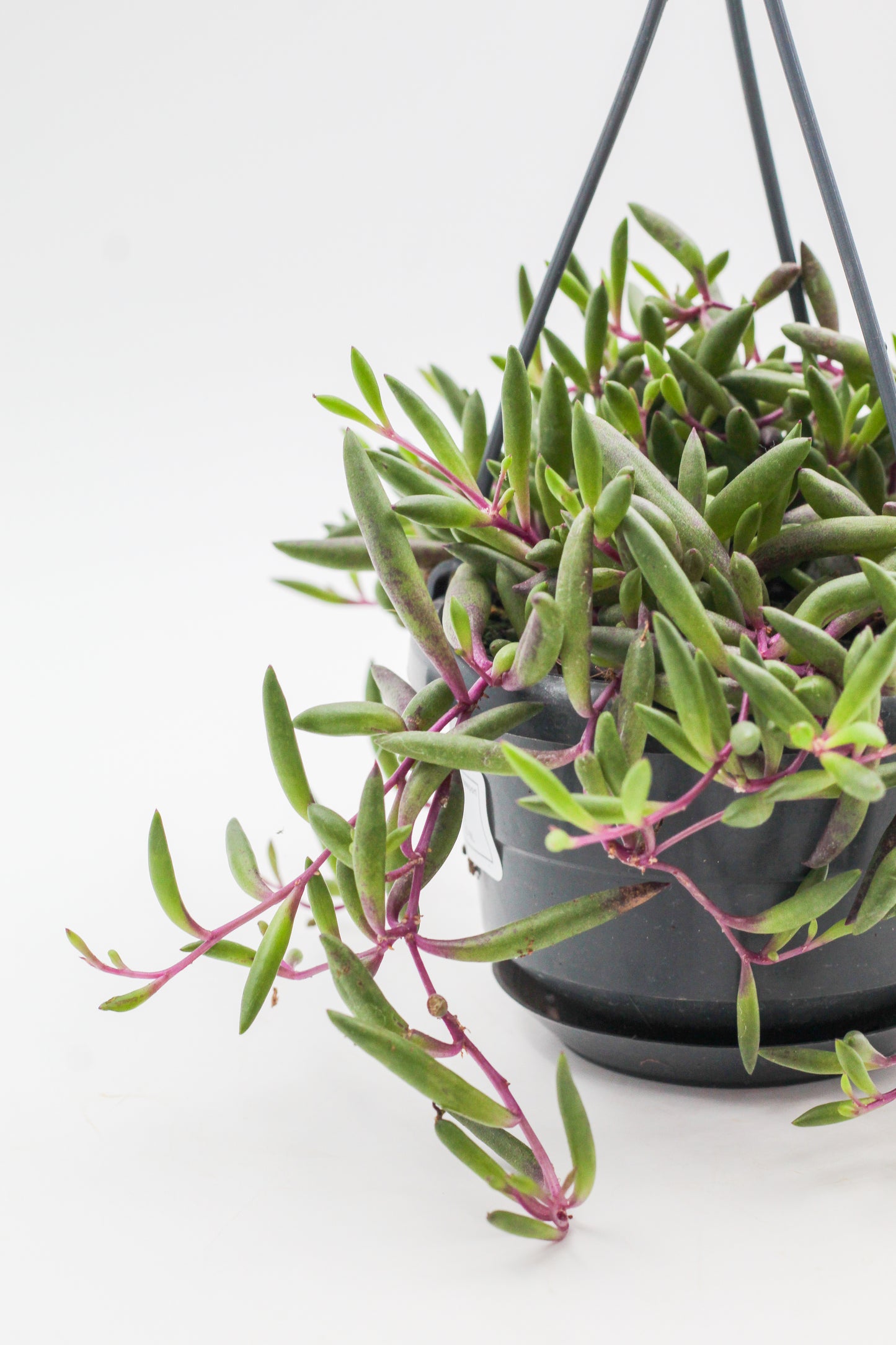 Othonna capensis "Ruby Necklace" (Senecio herreianus Purple Flush)