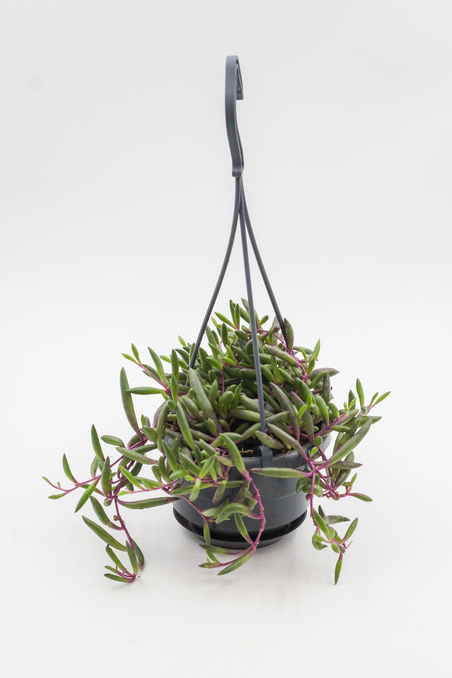 Othonna capensis "Ruby Necklace" (Senecio herreianus Purple Flush)