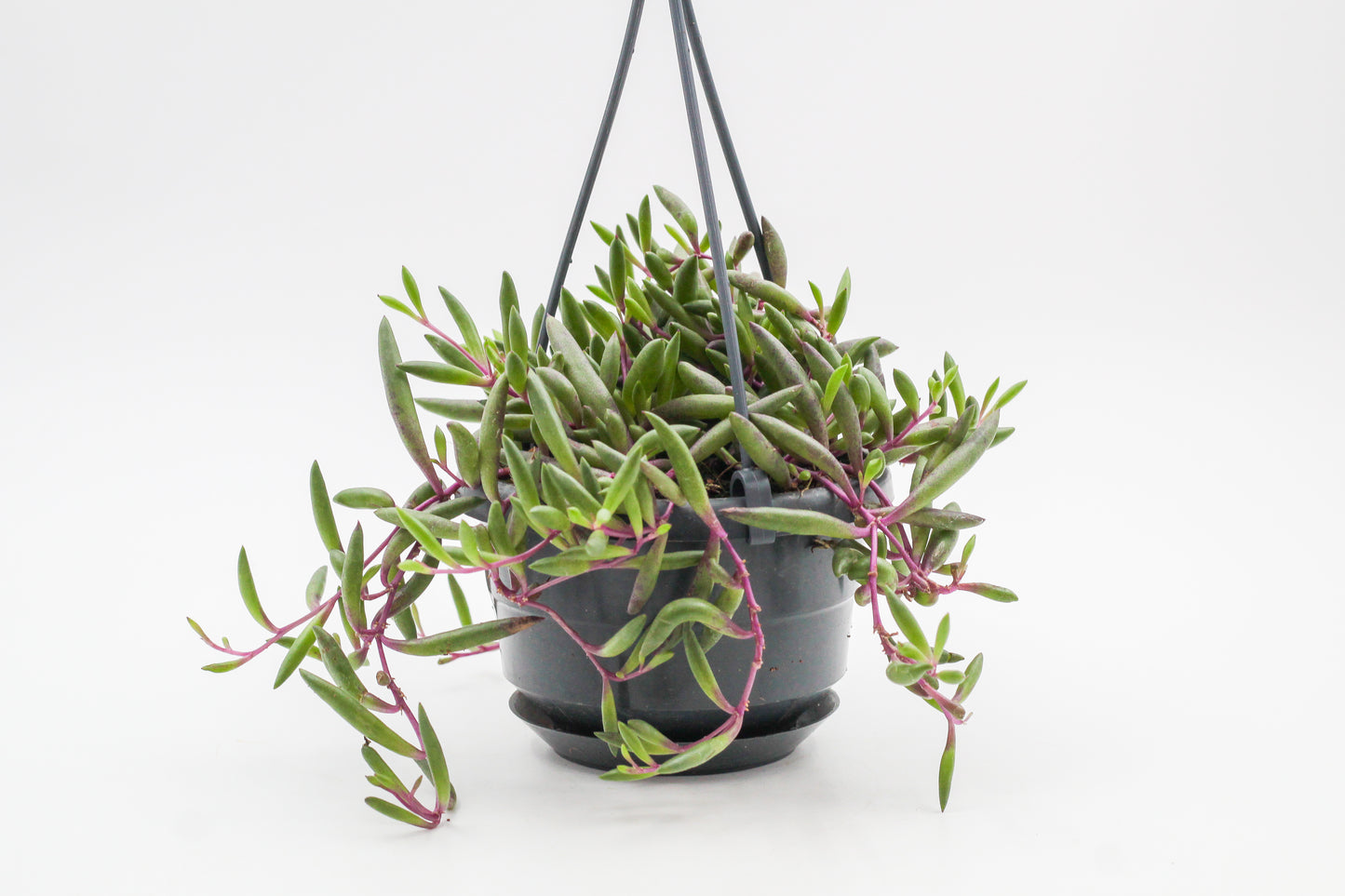 Othonna capensis "Ruby Necklace" (Senecio herreianus Purple Flush)
