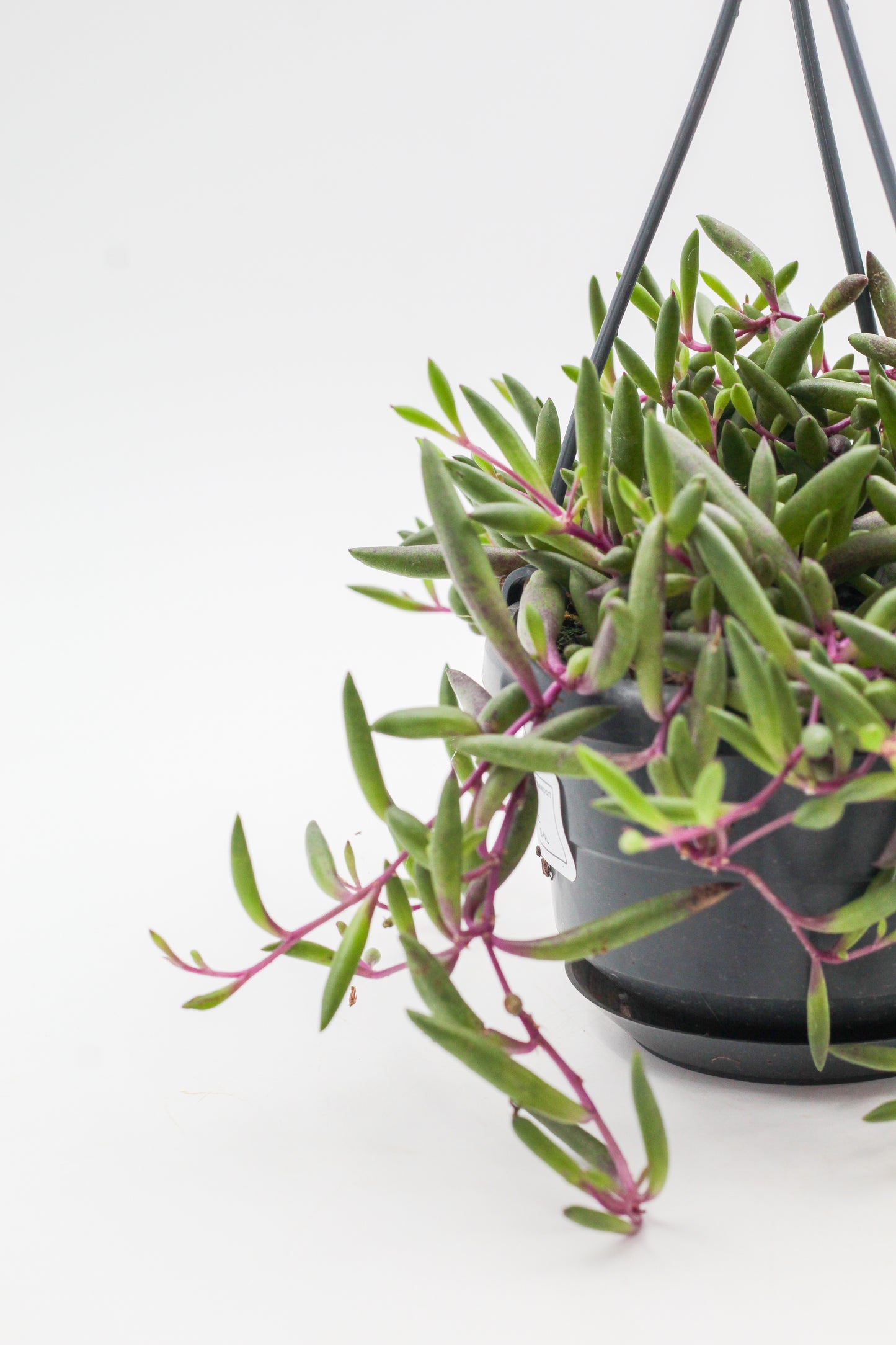 Othonna capensis "Ruby Necklace" (Senecio herreianus Purple Flush)