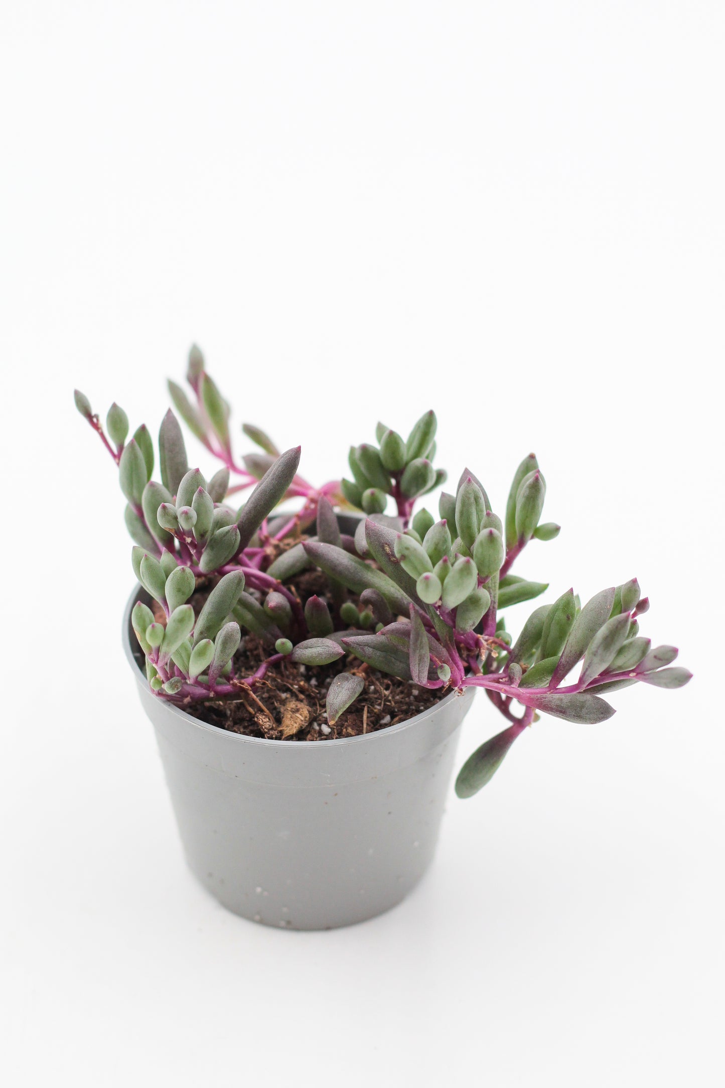Othonna capensis "Ruby Necklace" (Senecio herreianus Purple Flush)