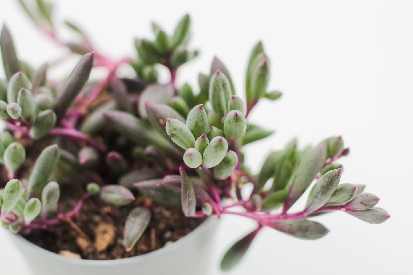 Othonna capensis "Ruby Necklace" (Senecio herreianus Purple Flush)