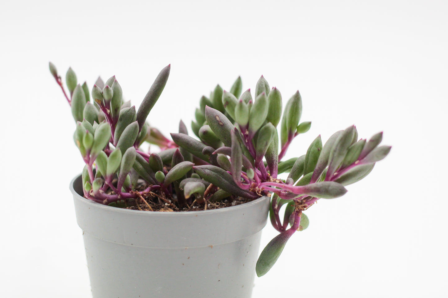 Othonna capensis "Ruby Necklace" (Senecio herreianus Purple Flush)