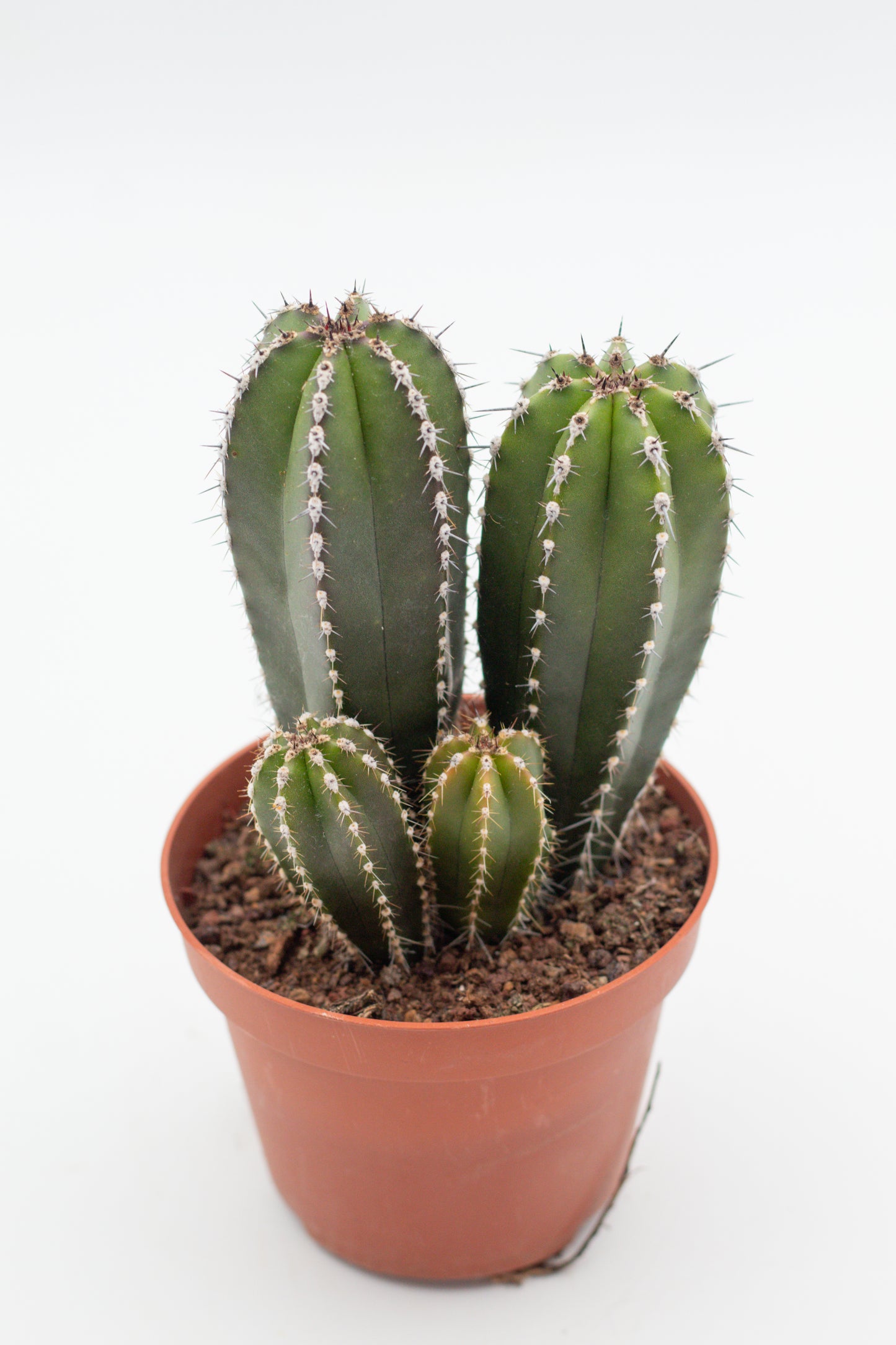 Pachycereus Marginatus Columnar Cactus