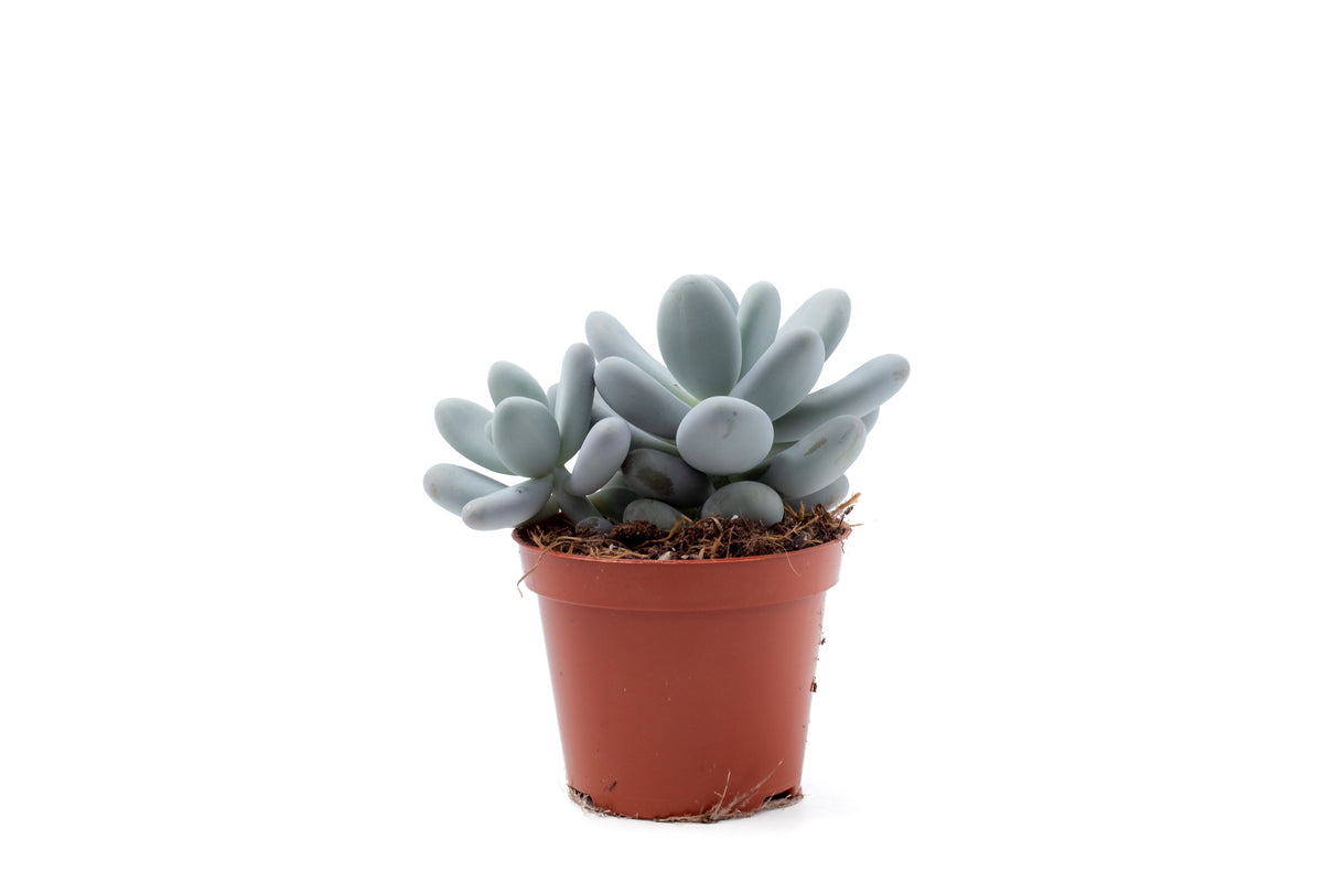 Pachyphytum Oviferum "moonstones"