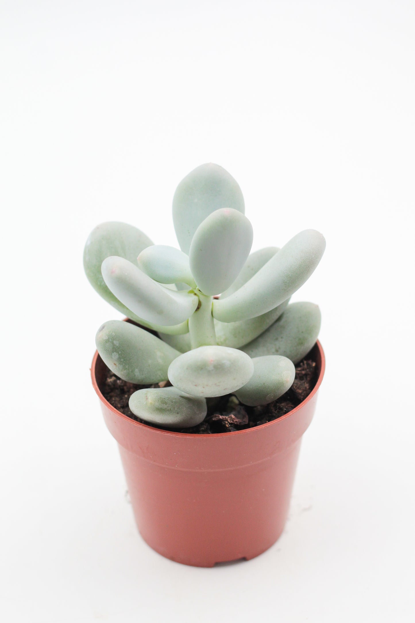 Pachyphytum Oviferum "moonstones"