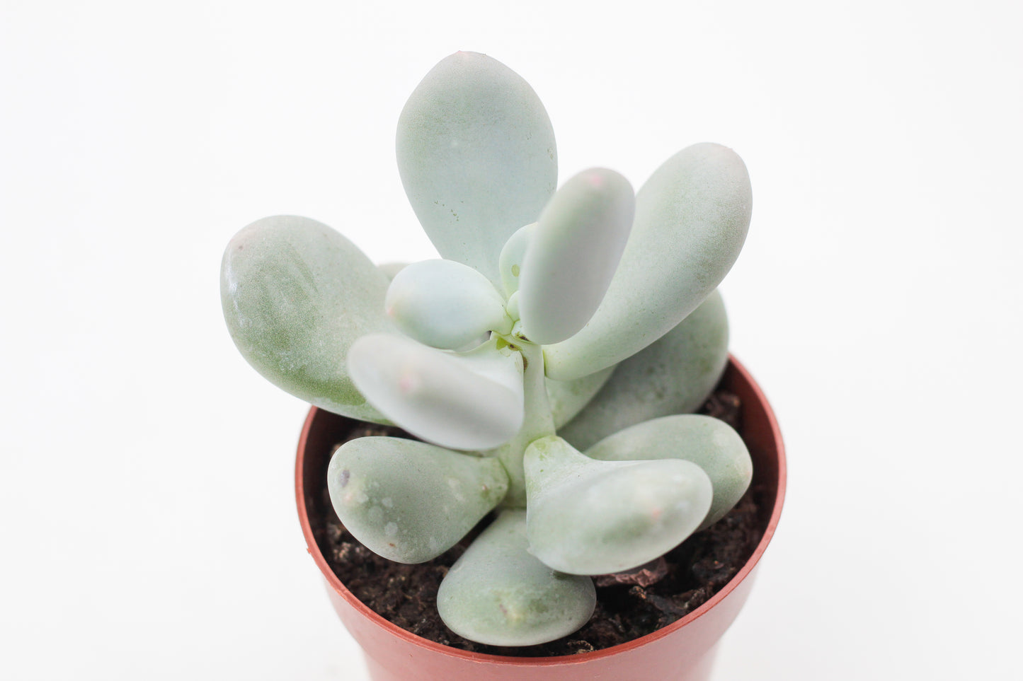 Pachyphytum Oviferum "moonstones"