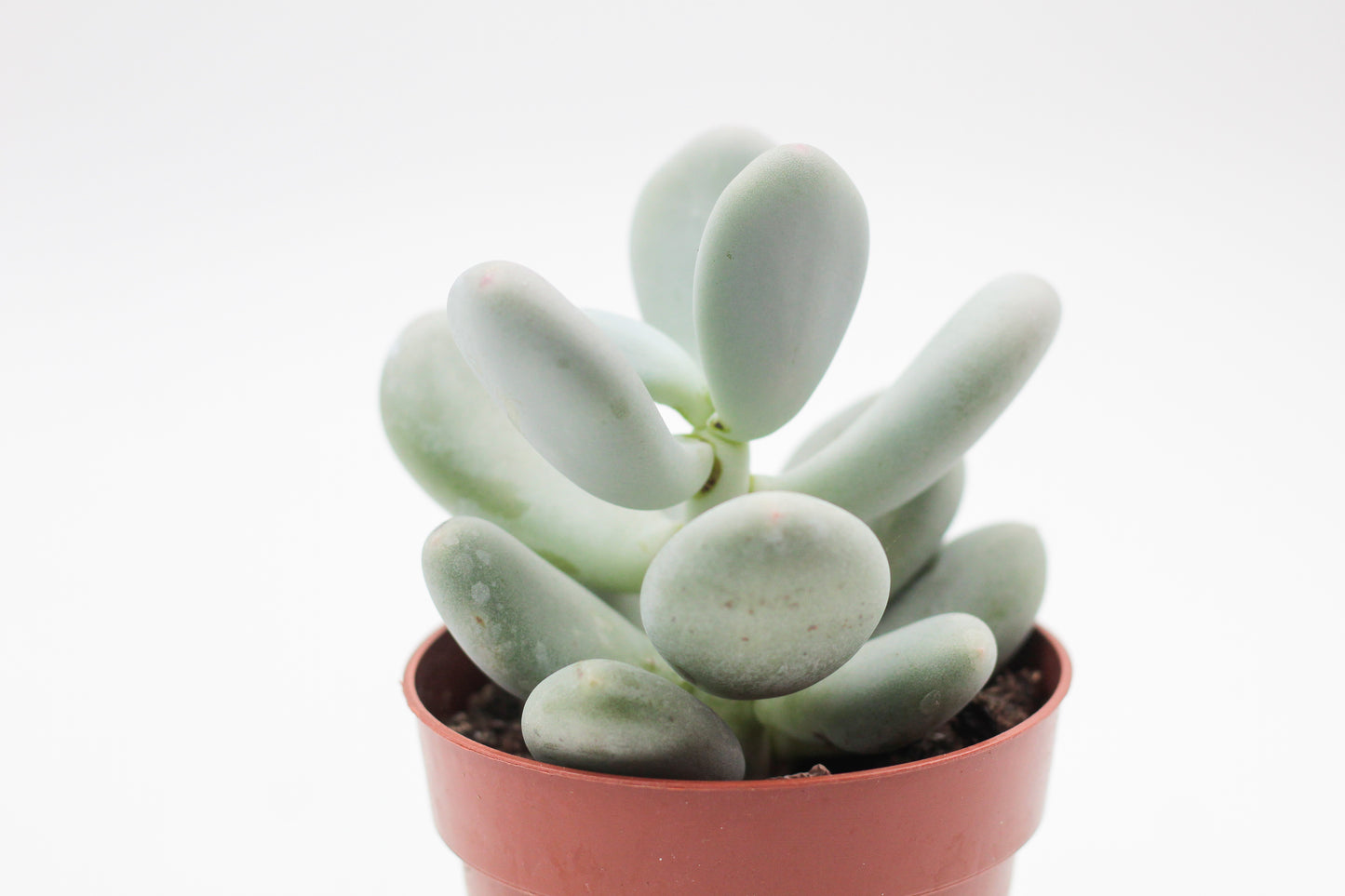 Pachyphytum Oviferum "moonstones"