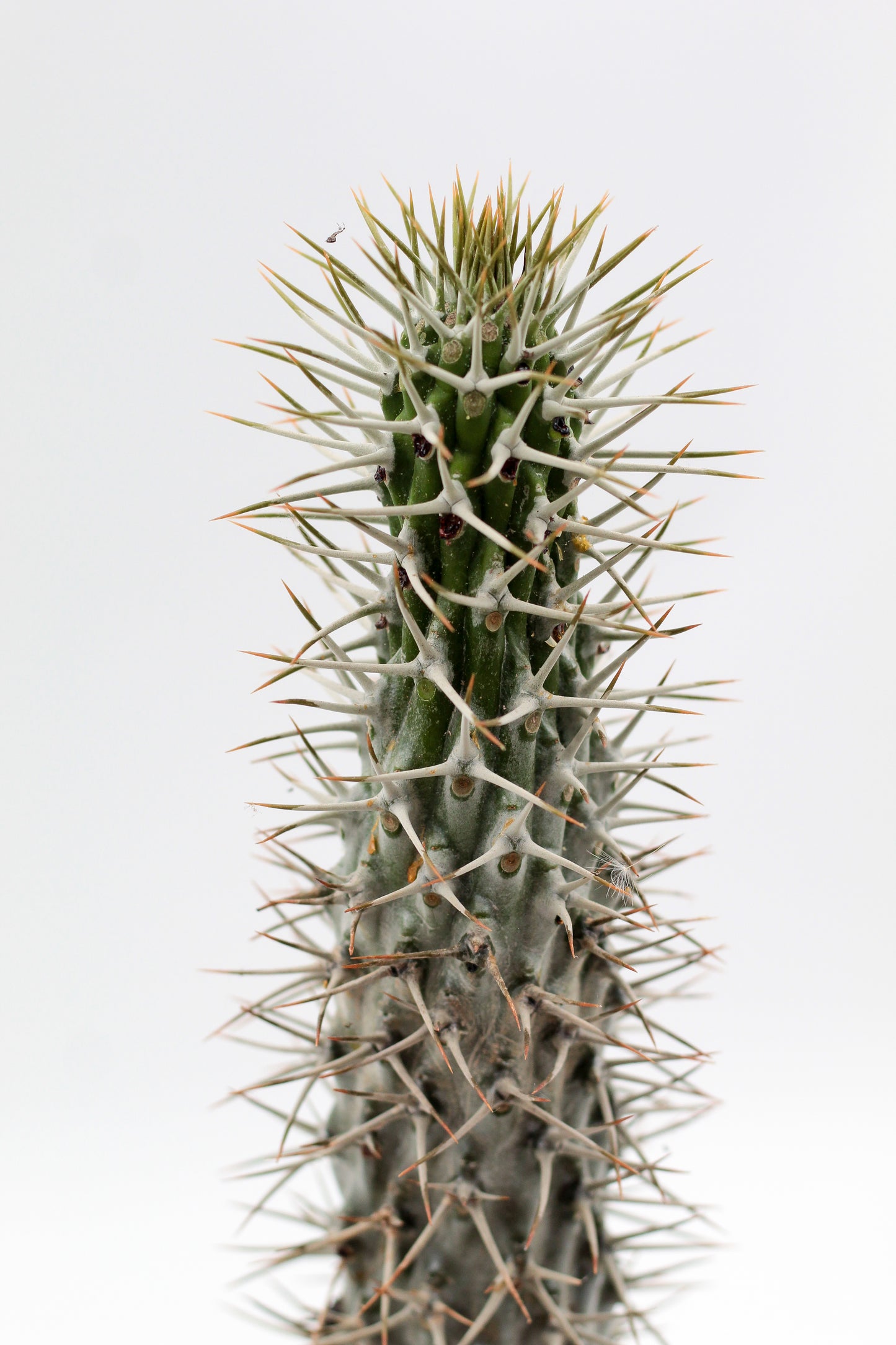 Pachypodium Lamerei " Madagaskar Palm "budget prikker special"