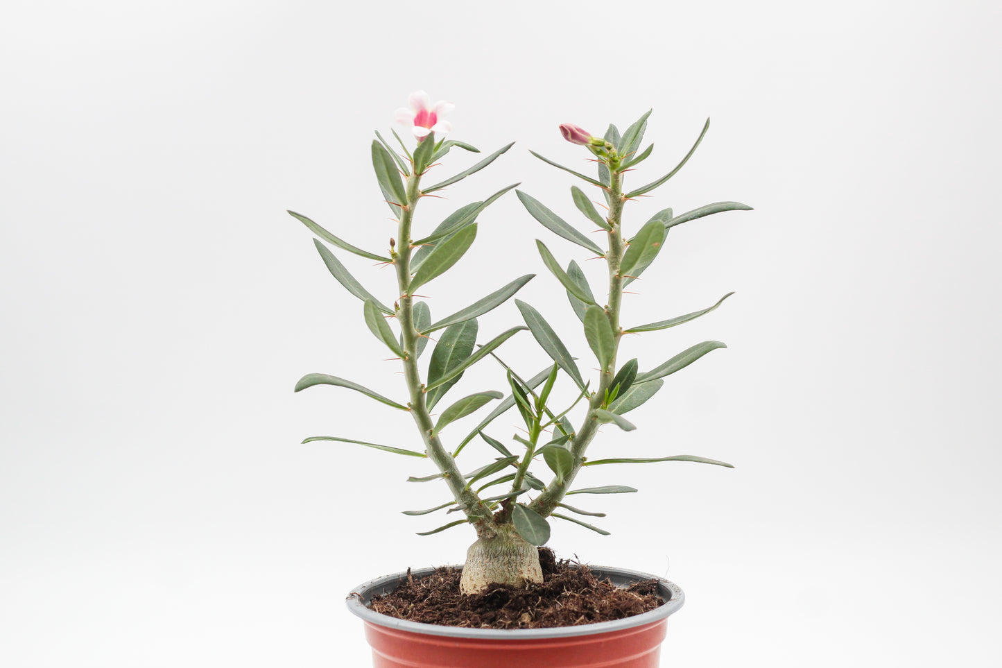 Pachypodium bispinosum