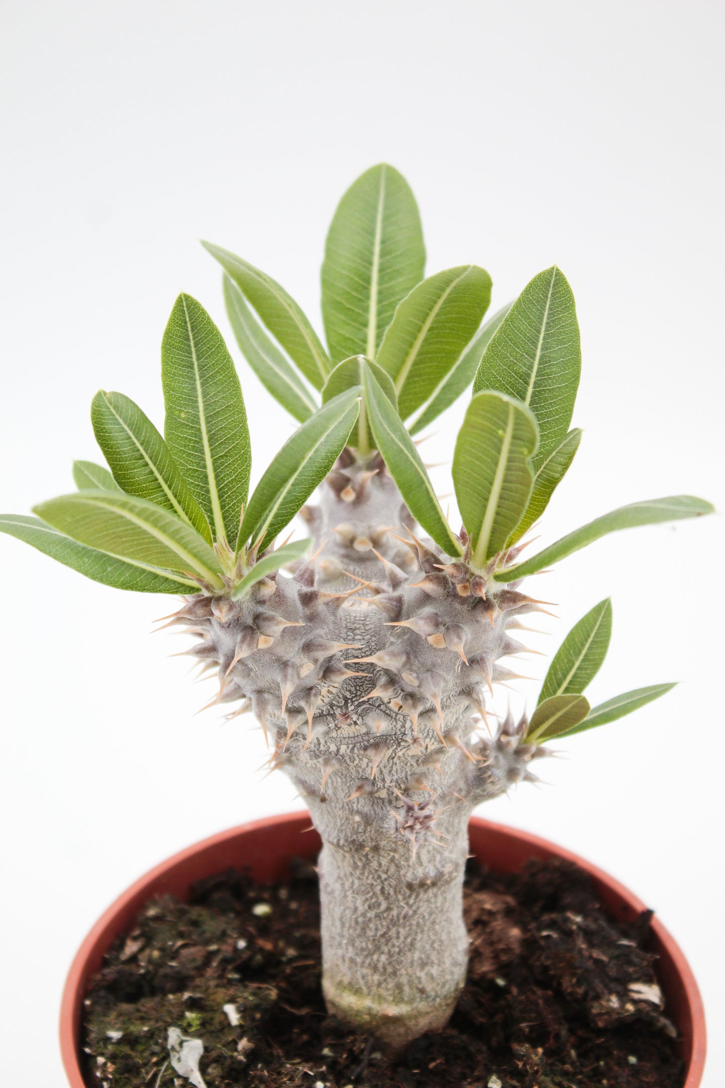 Pachypodium densiflorum branched