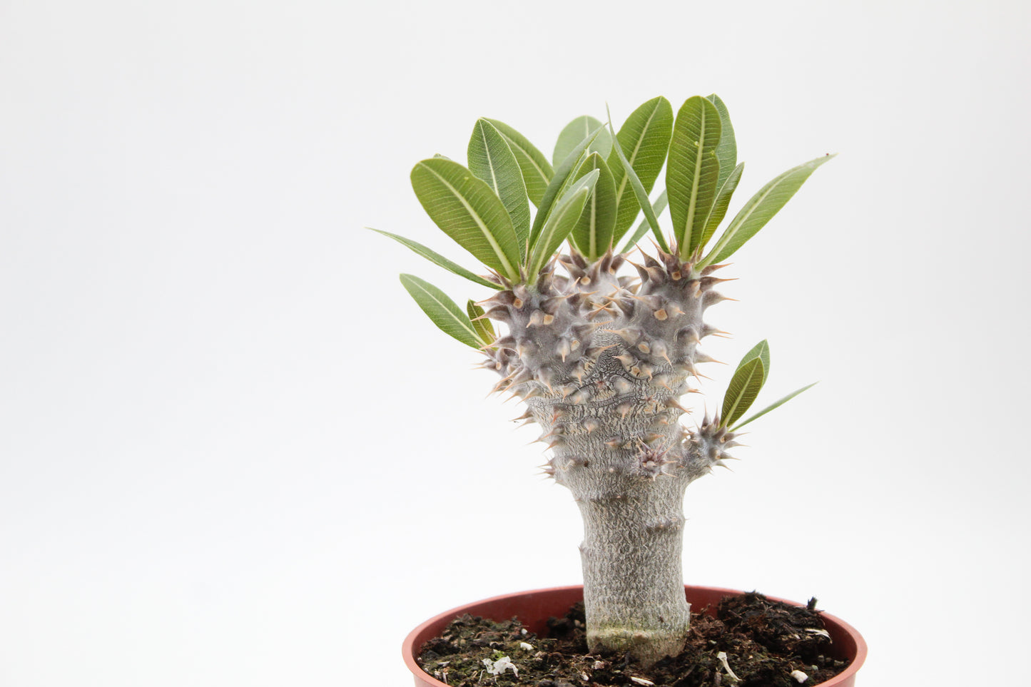 Pachypodium densiflorum branched