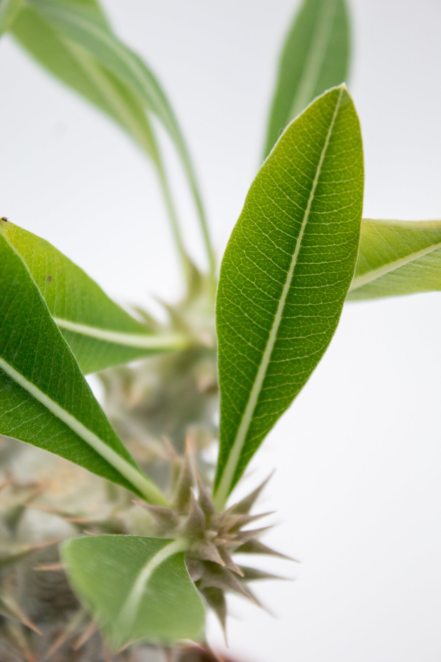 Pachypodium densiflorum branched