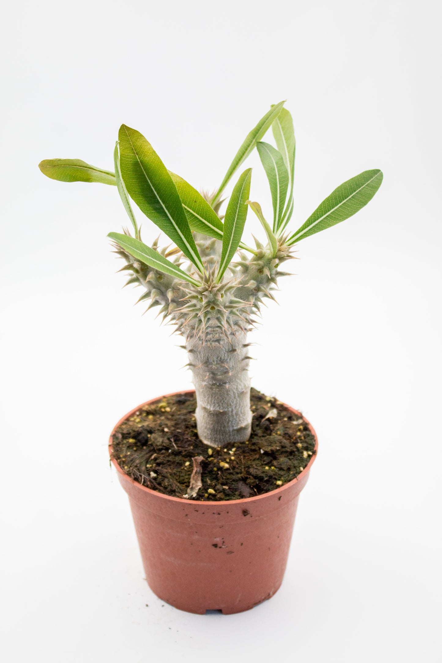 Pachypodium densiflorum branched