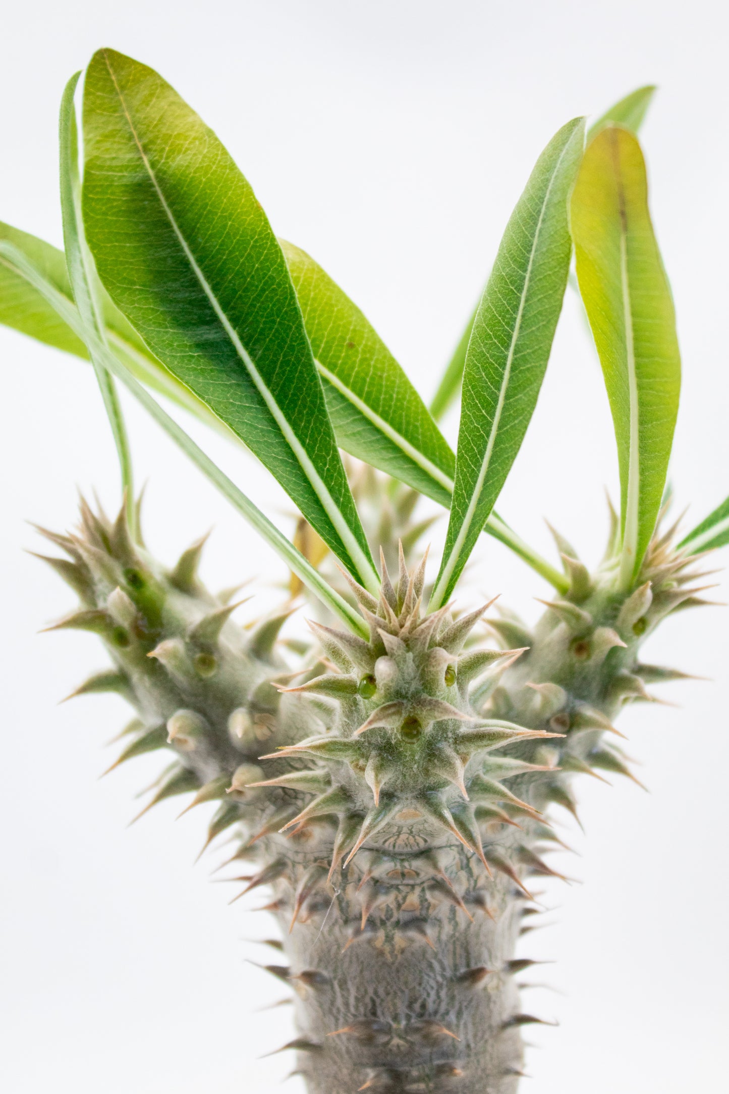 Pachypodium densiflorum branched