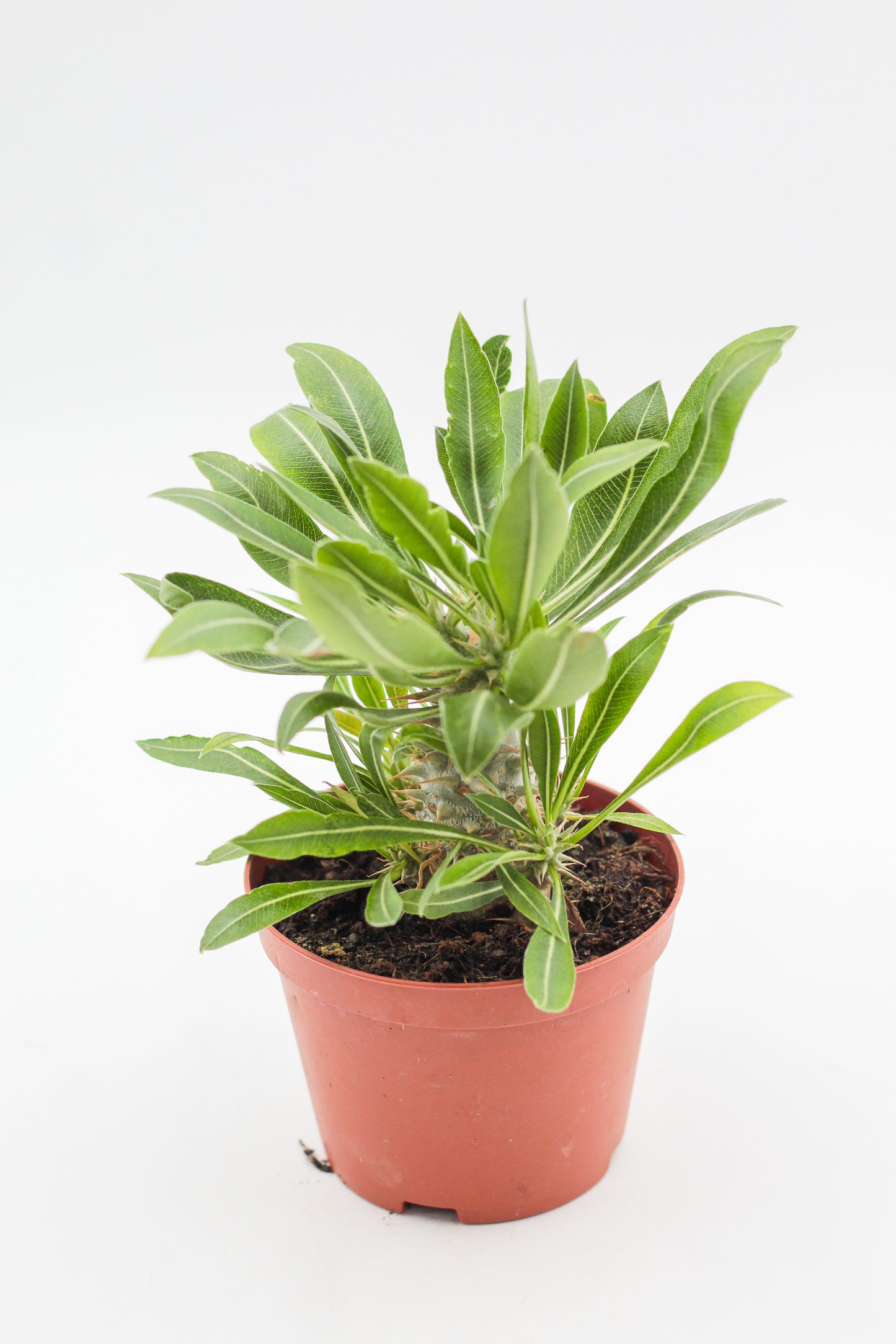Pachypodium horombense
