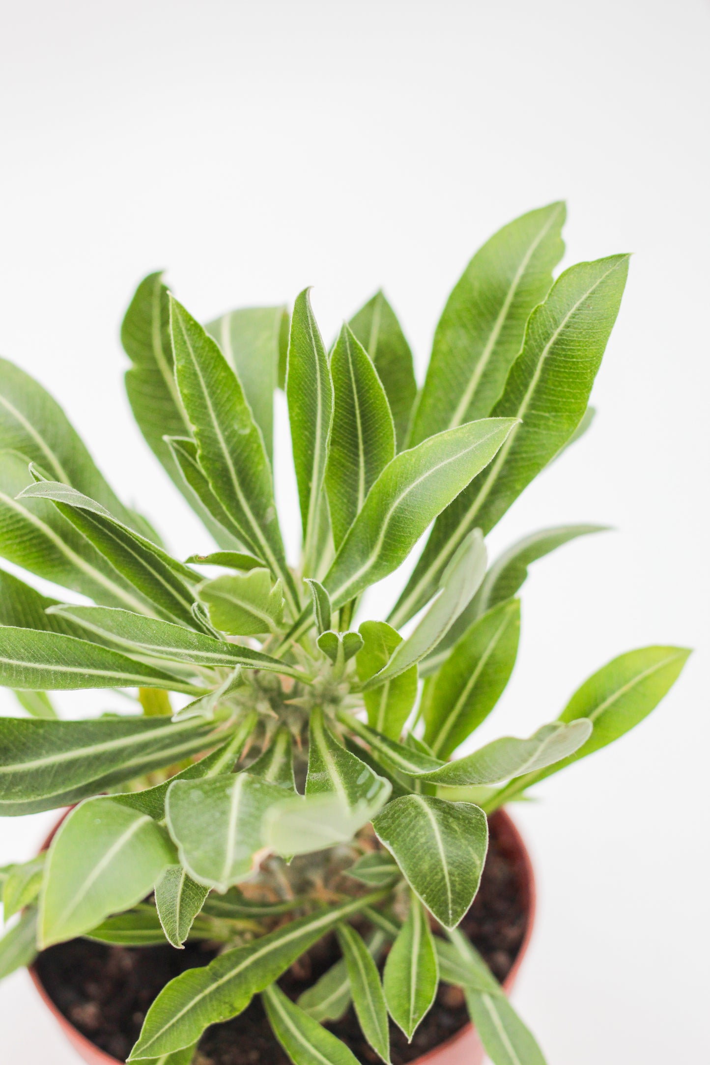 Pachypodium horombense