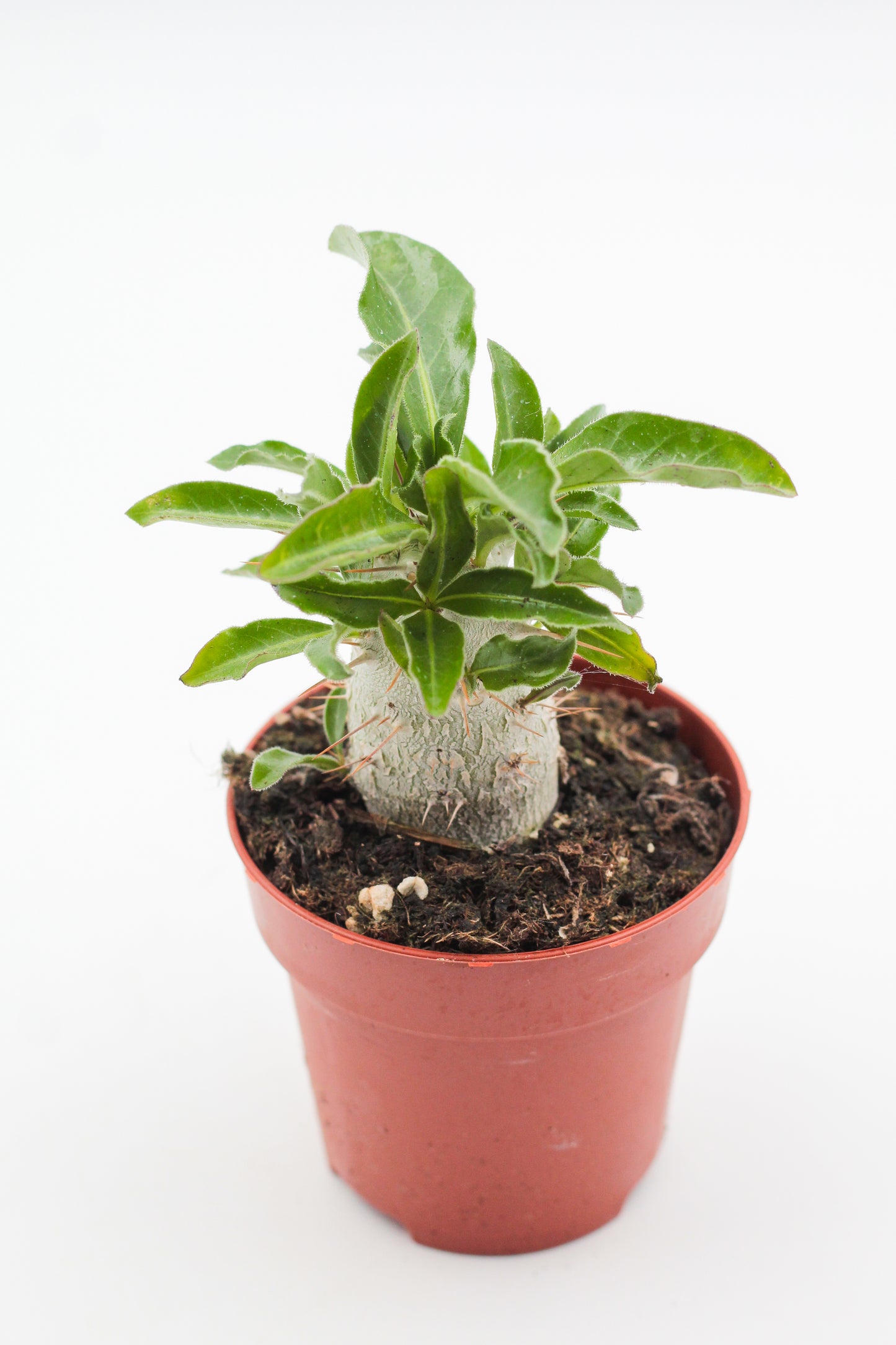 Pachypodium saundersii (Pachypodium lealii subs. saundersii)