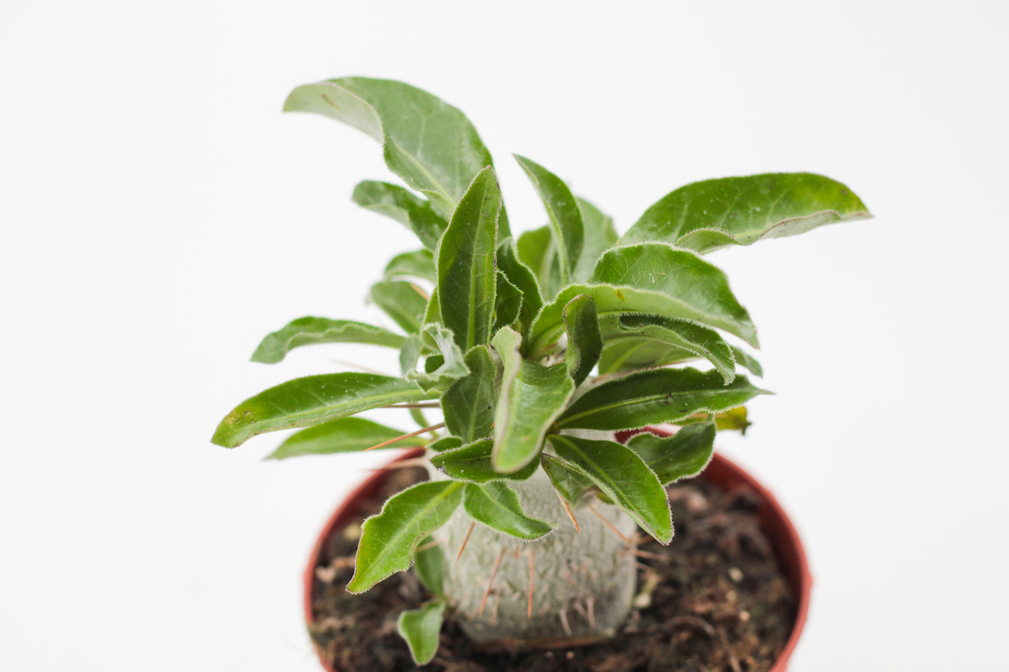 Pachypodium saundersii (Pachypodium lealii subs. saundersii)