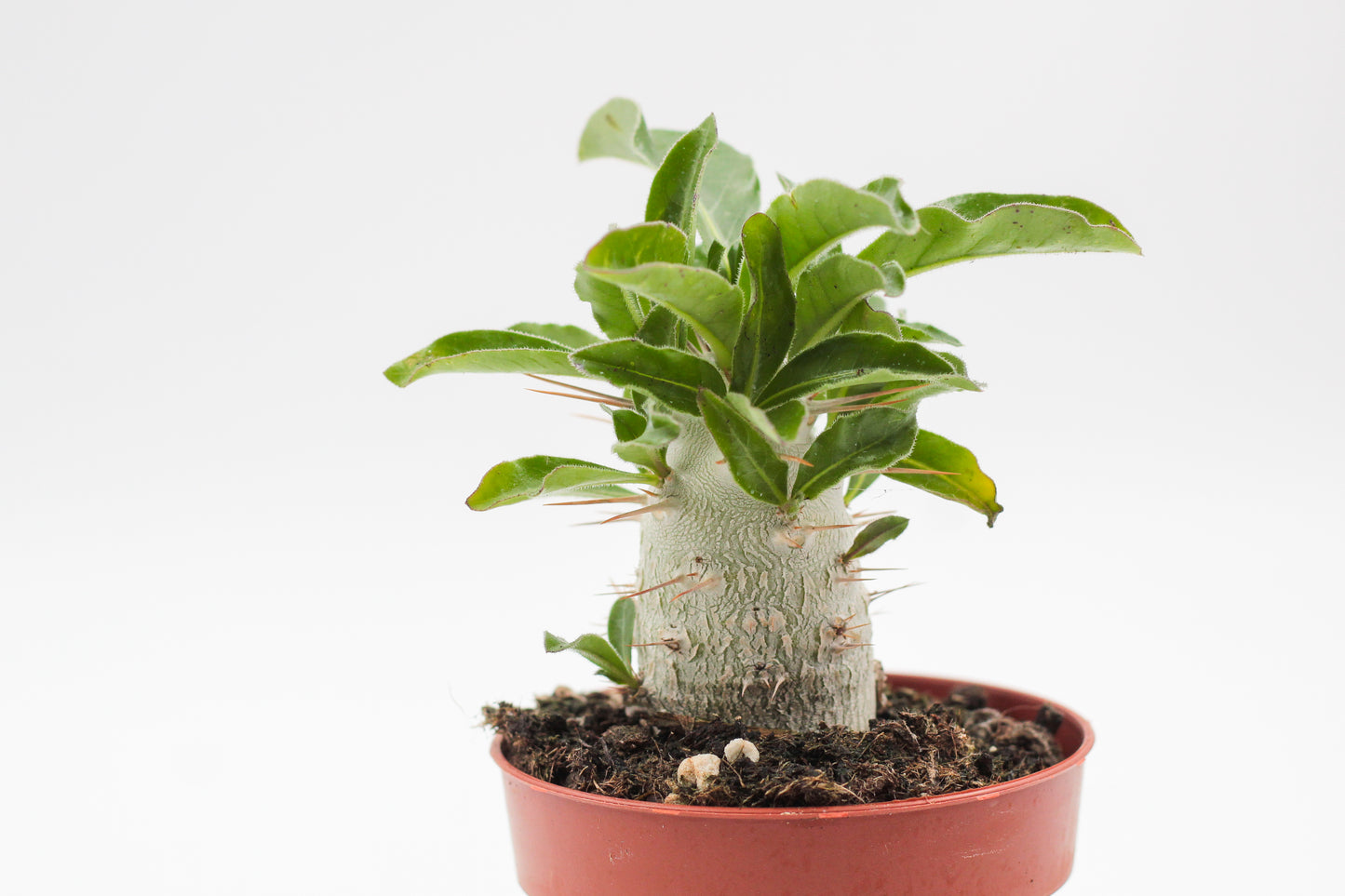 Pachypodium saundersii (Pachypodium lealii subs. saundersii)