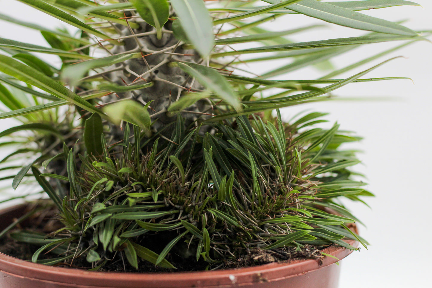 Pachypodium lamerei cristaat