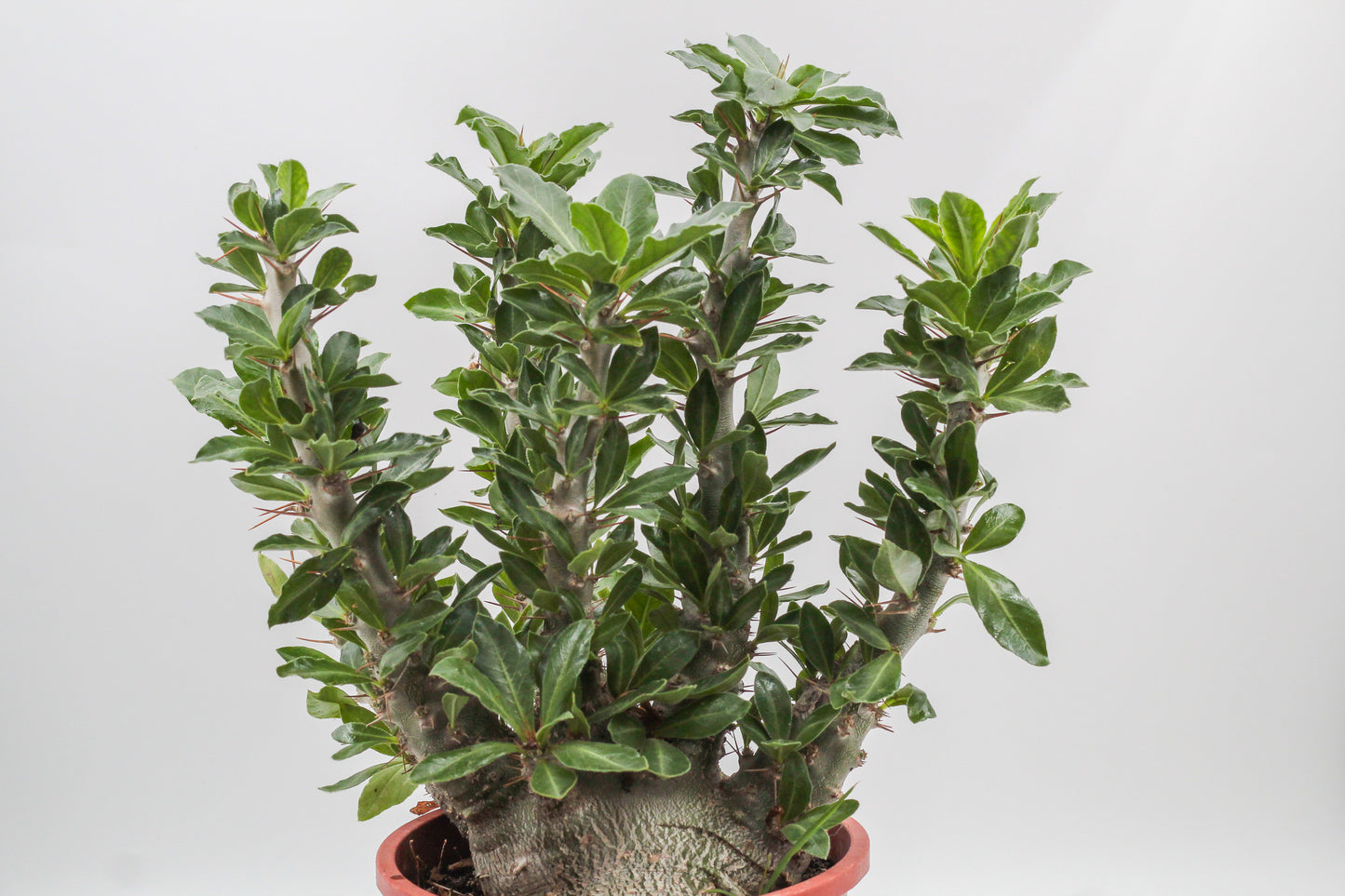 Pachypodium saundersii "BIG"