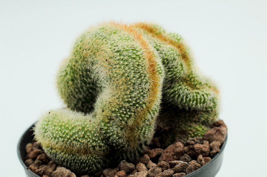 Parodia leninghausii cristaat