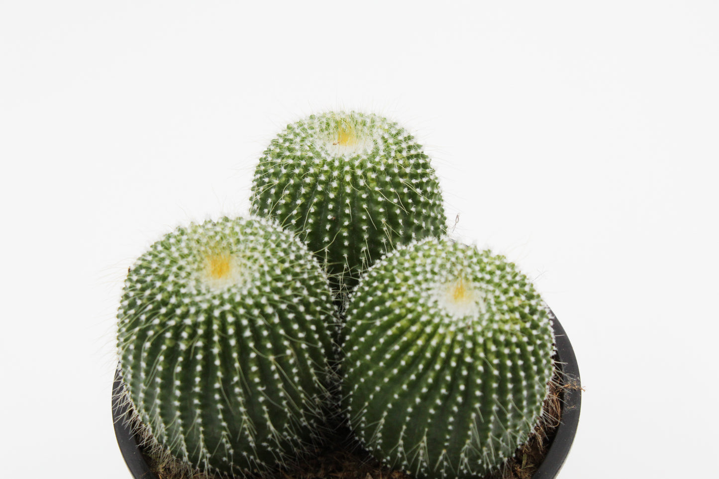Parodia leninghausii cv. inermis cluster