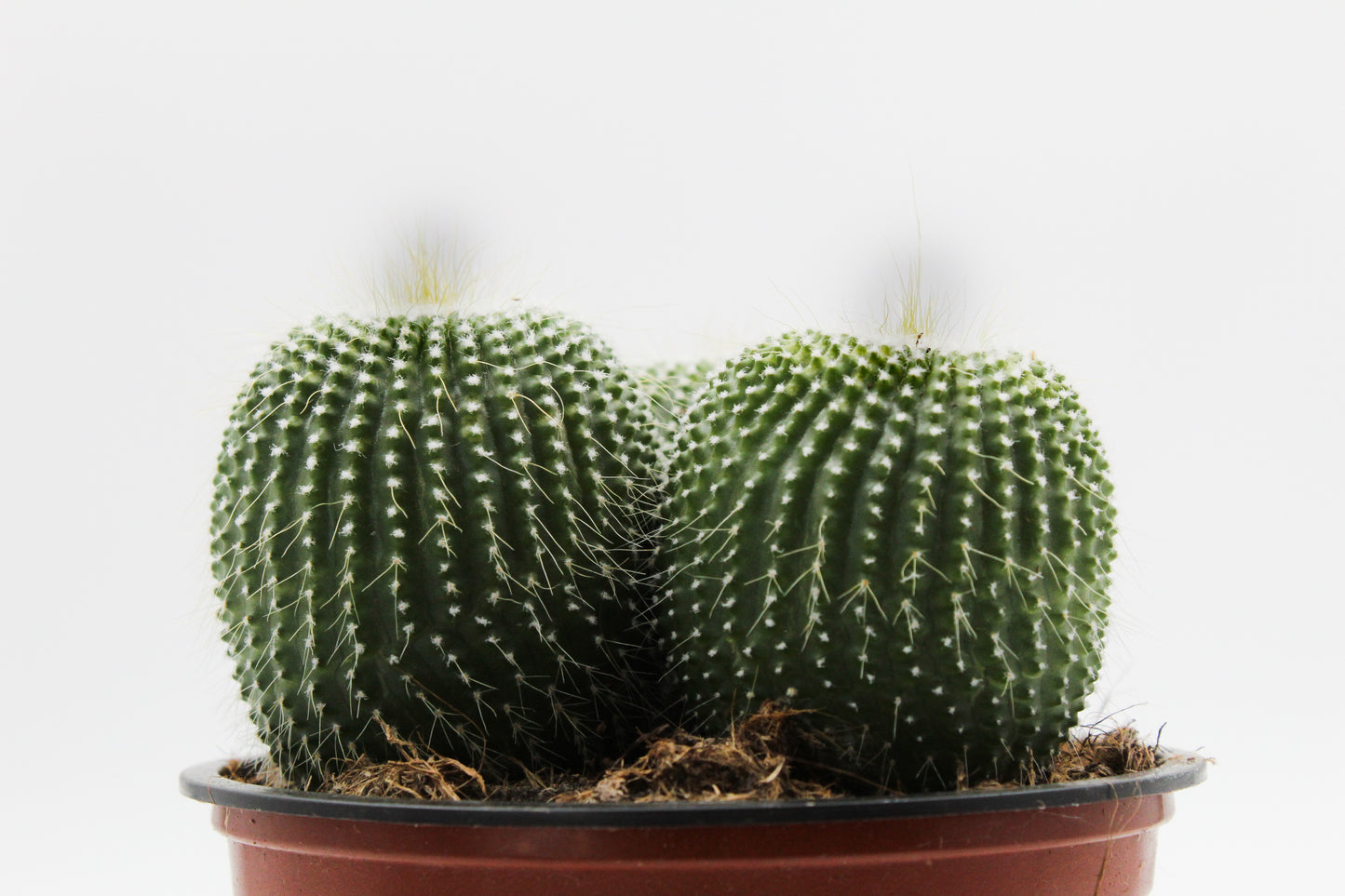 Parodia leninghausii cv. inermis cluster