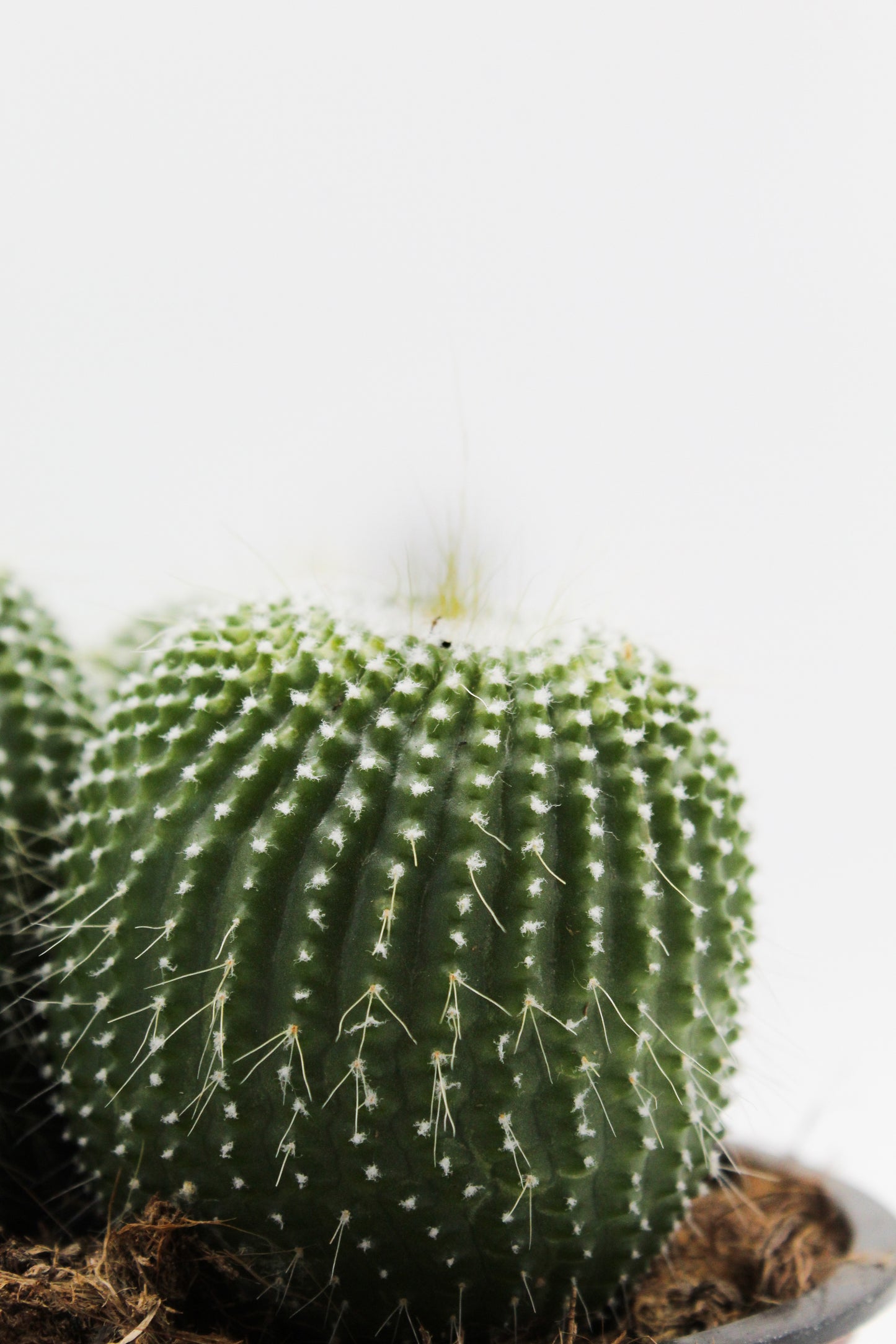 Parodia leninghausii cv. inermis cluster