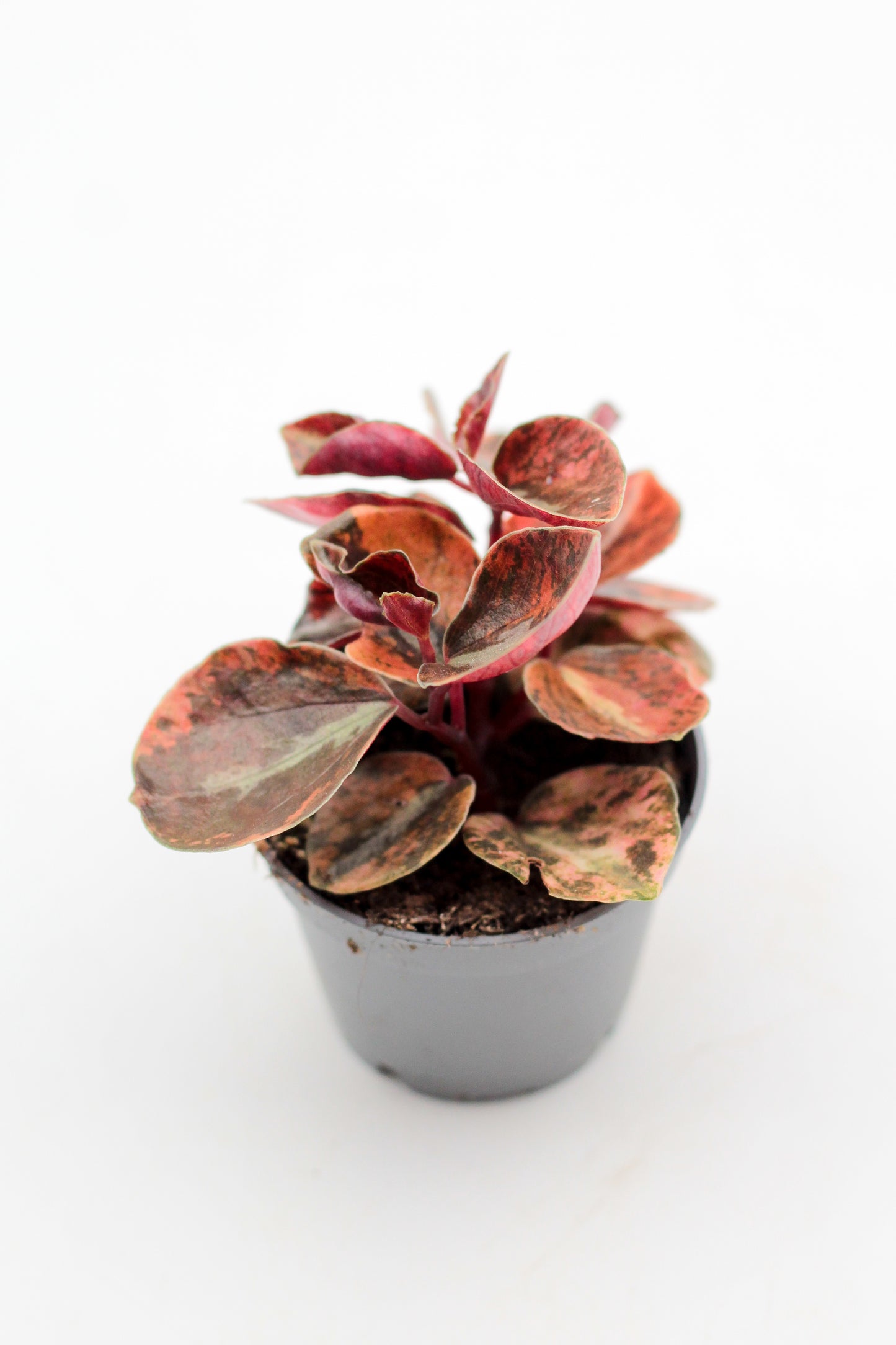 Peperomia Creme Brulee