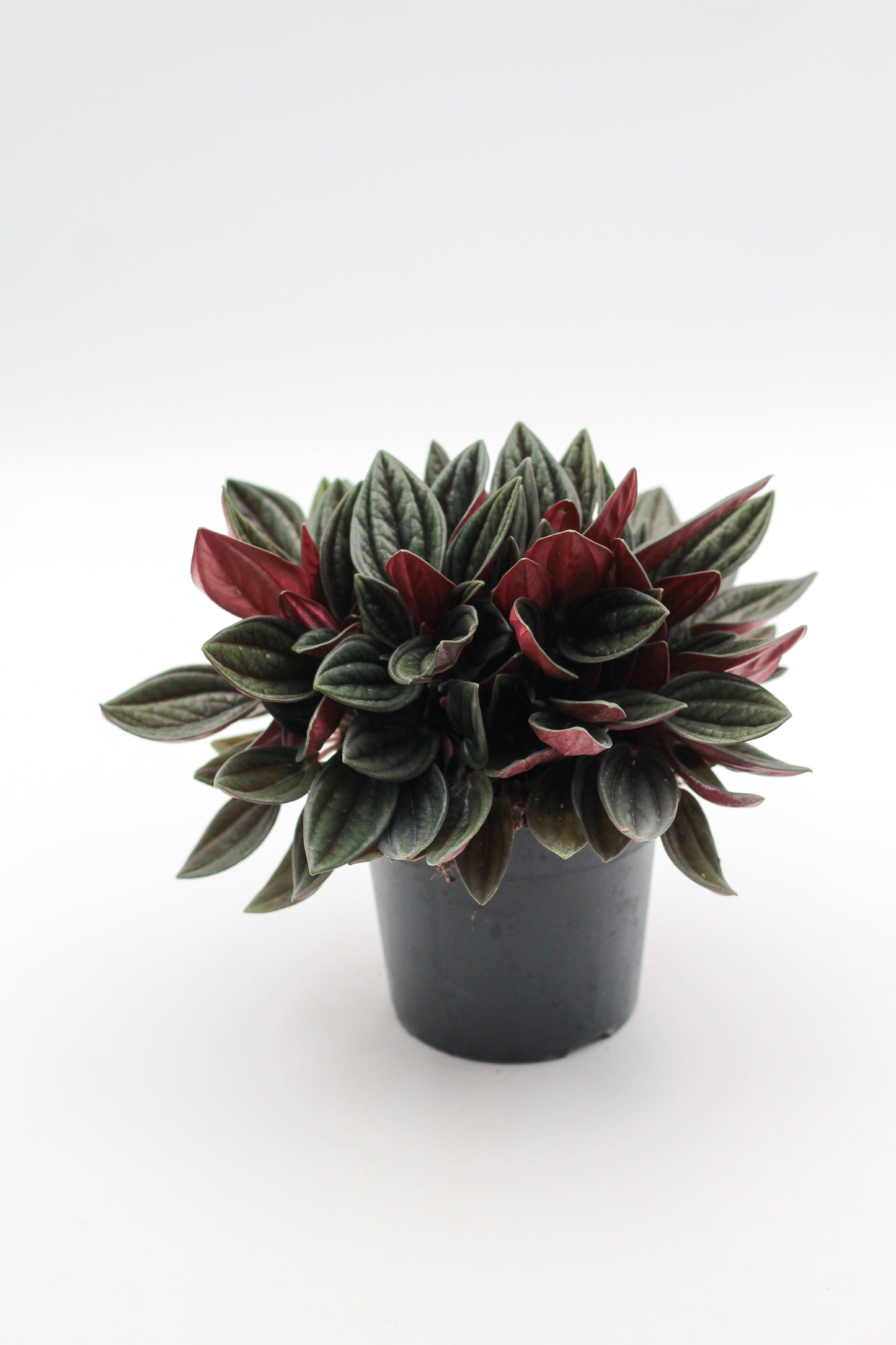 Peperomia caperata ‘Rosso’ Rattenstaartje