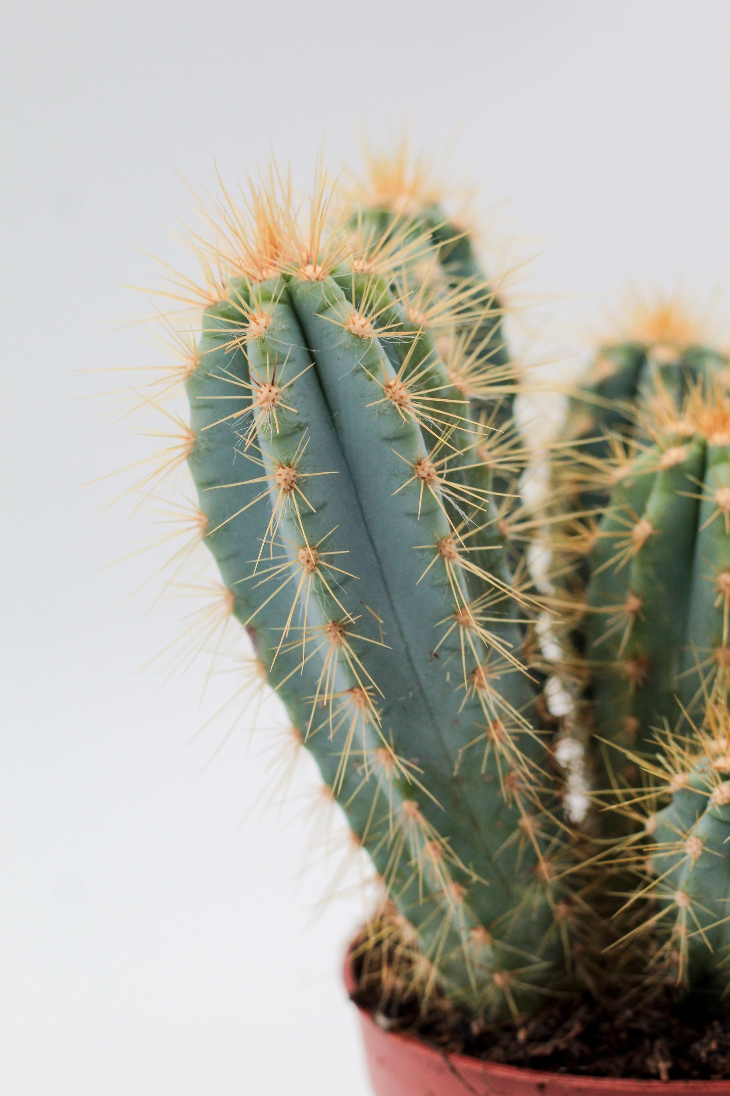 Pilosocereus Azureus Columnar Cactus