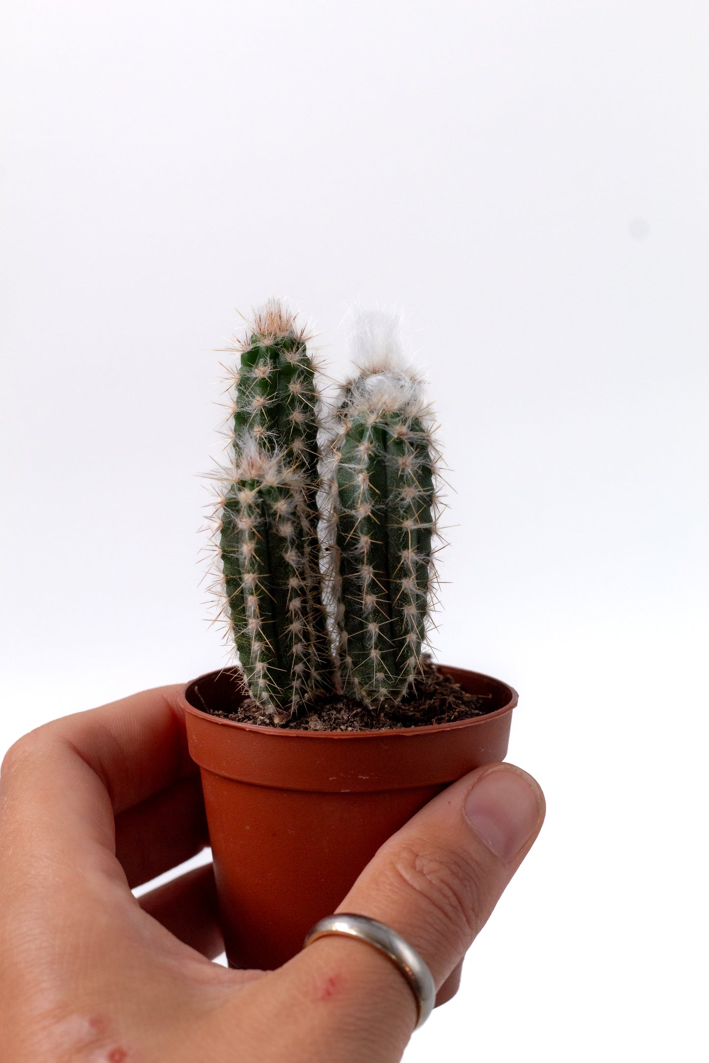 Pilosocereus leucocephalus