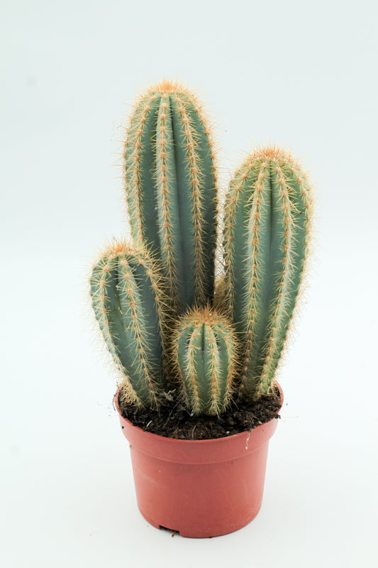 Pilosocereus magnificus