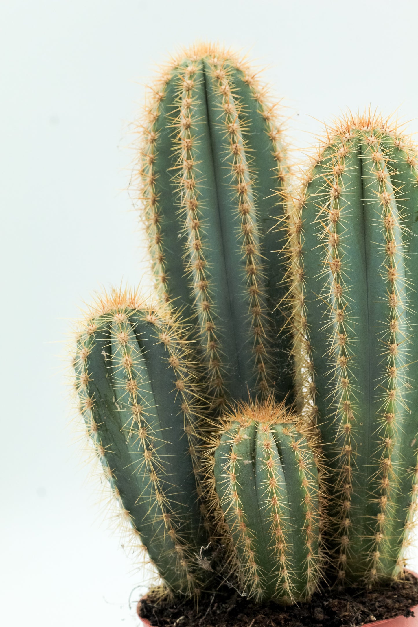 Pilosocereus Magnificus large