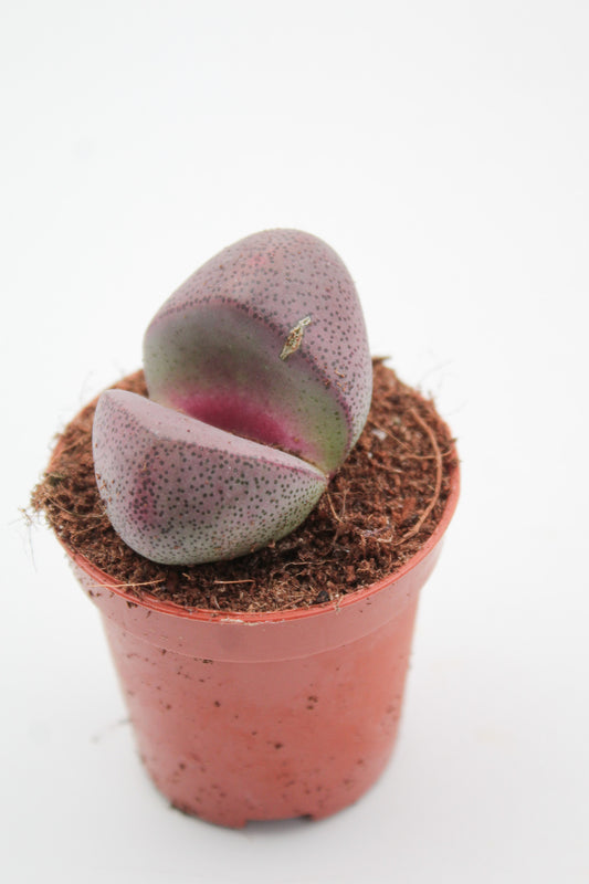 Pleiospilos nelii Rubra