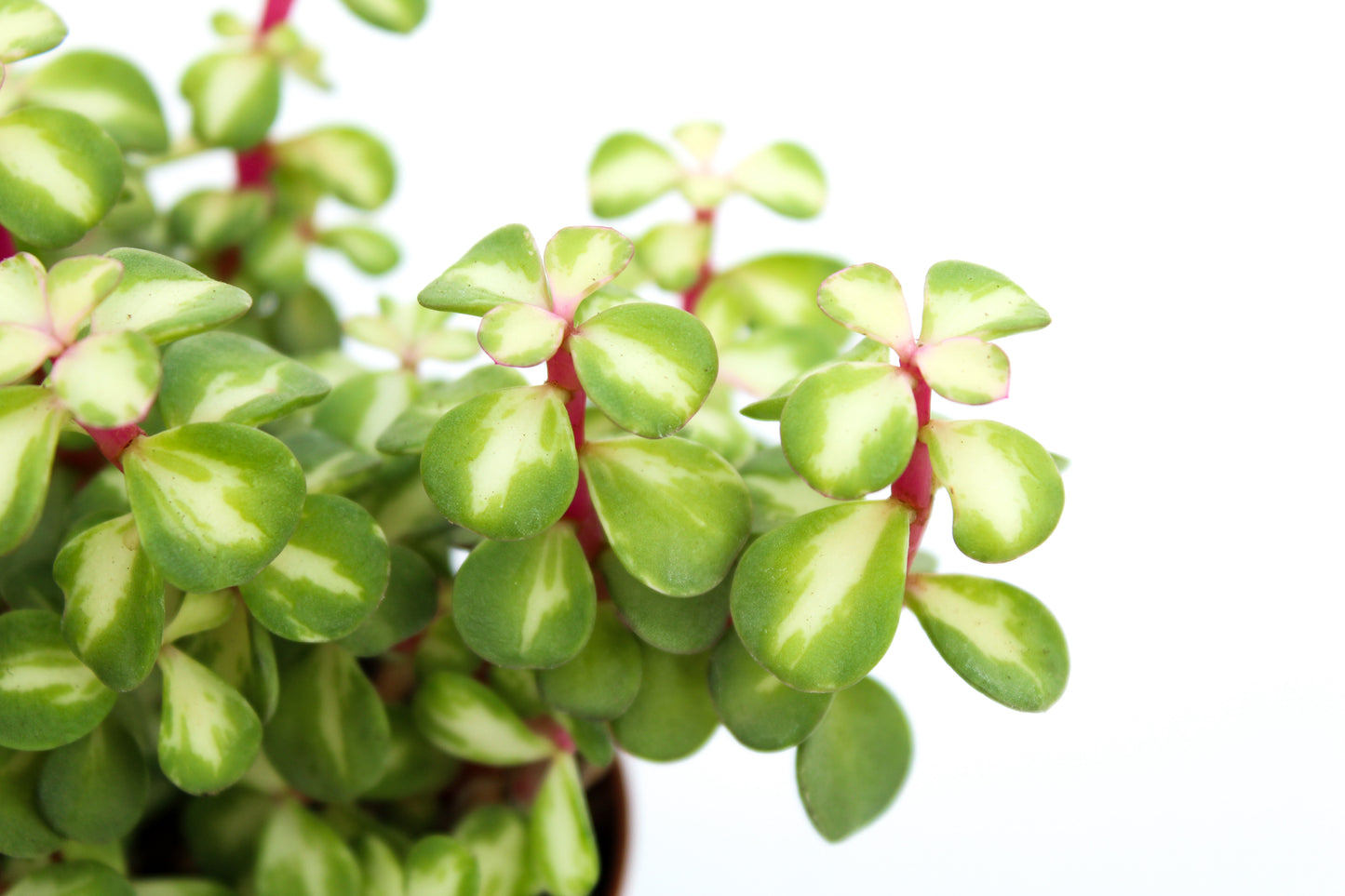 Portulacaria Afra variegata lemon Spekboom