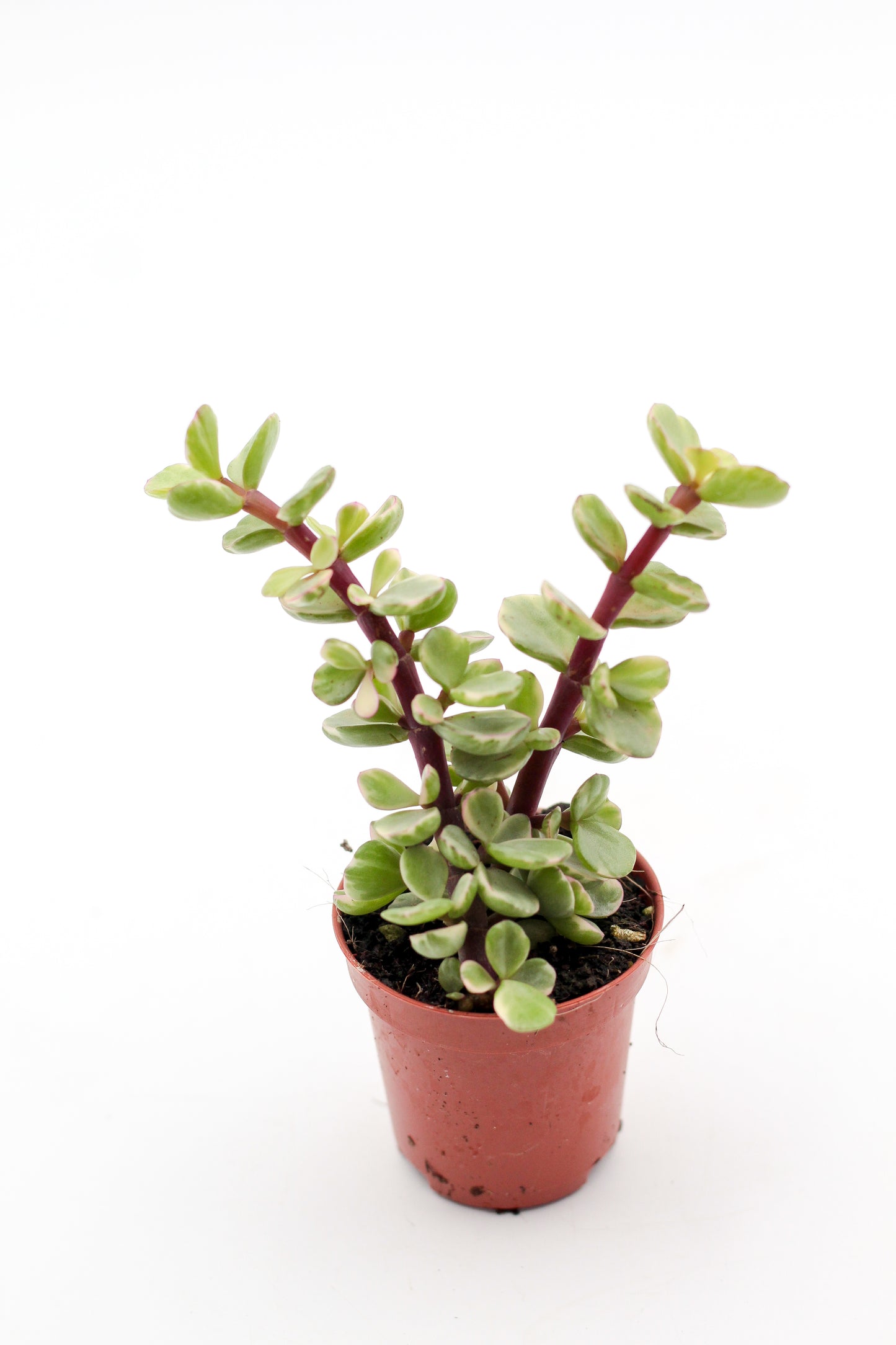 Portulacaria afra variegata Blurry