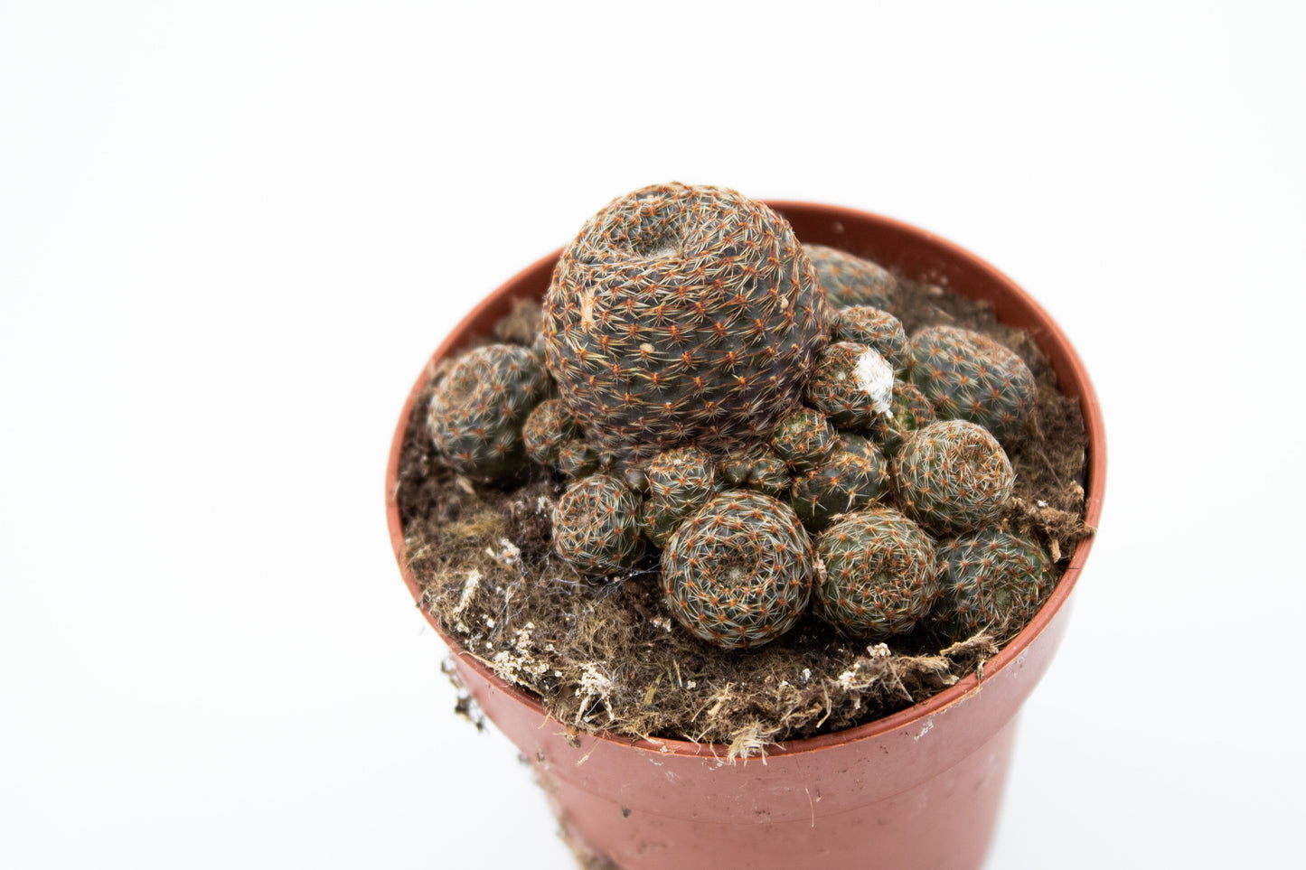 Rebutia heliosa var. condorensis