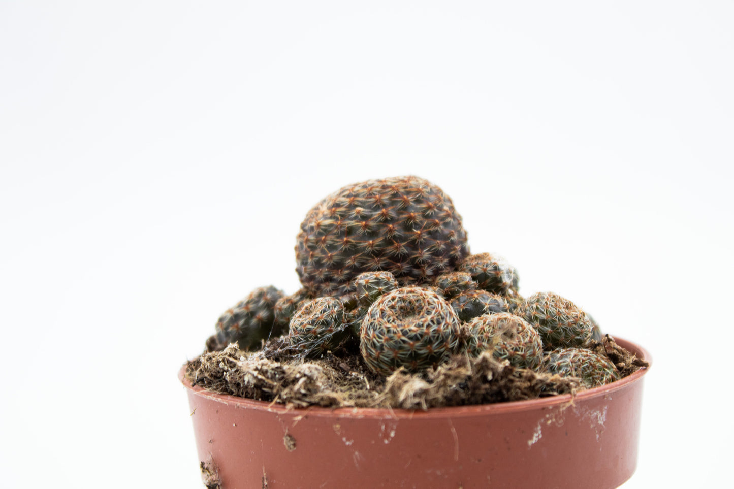 Rebutia heliosa var. condorensis
